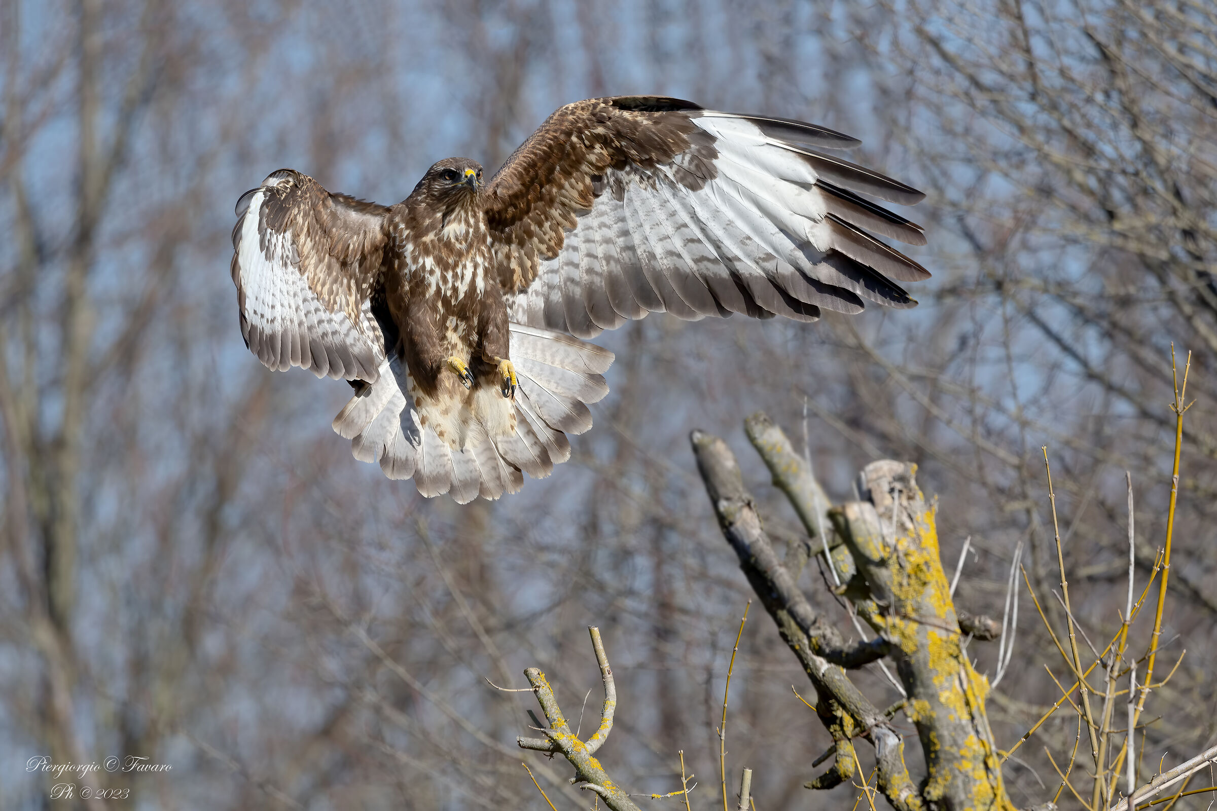 Buzzard