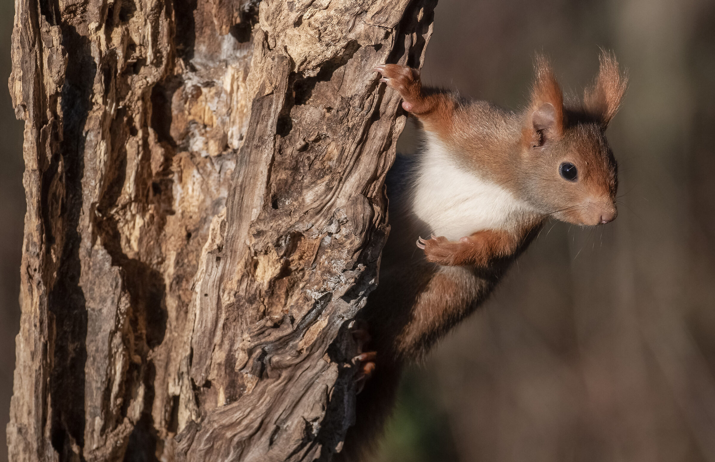 red squirrel
