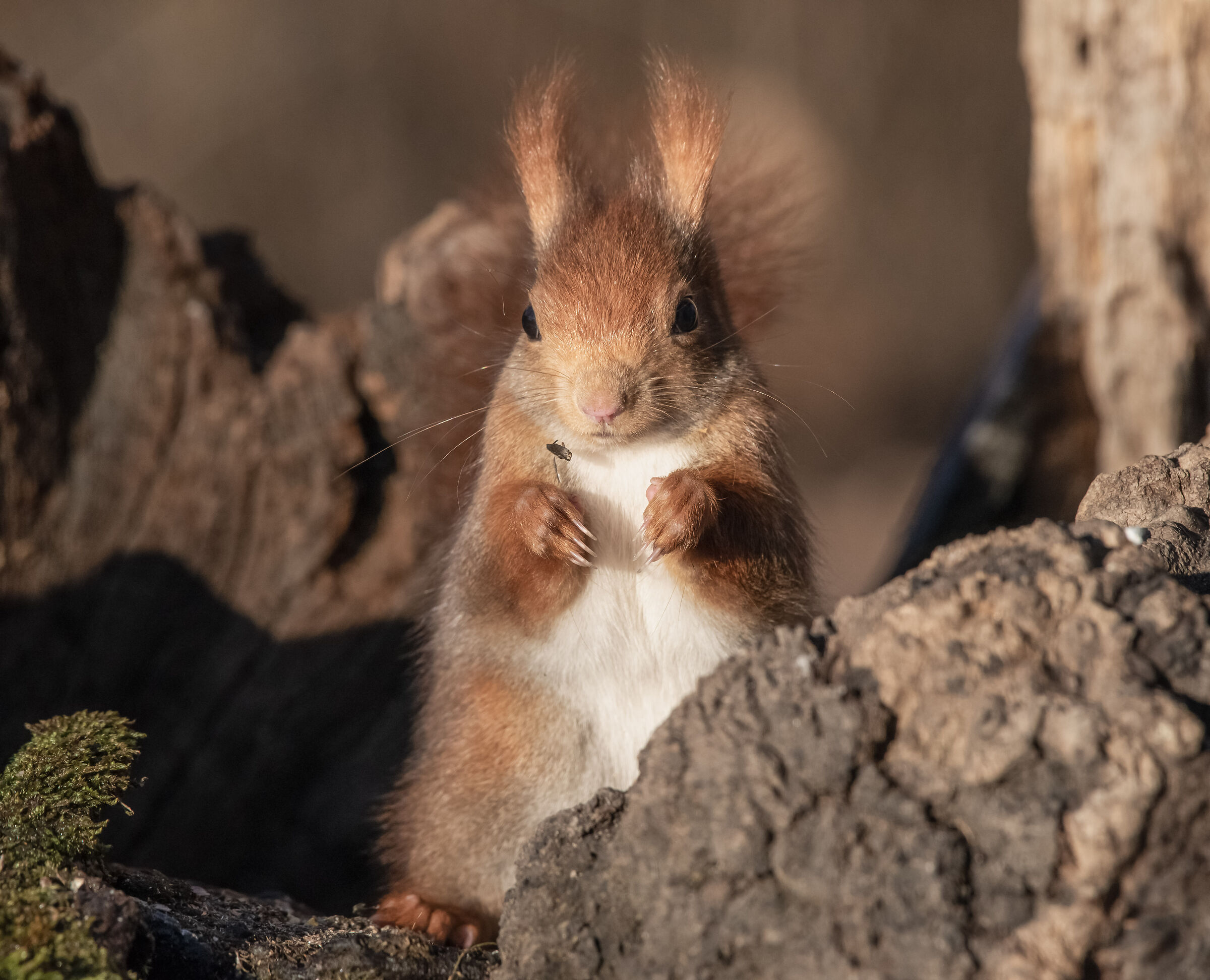 red squirrel