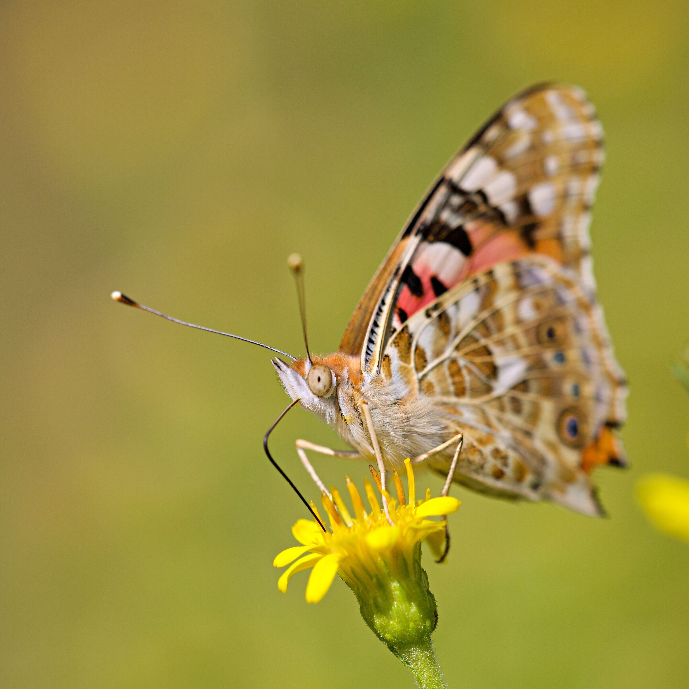 Vanessa cardui
