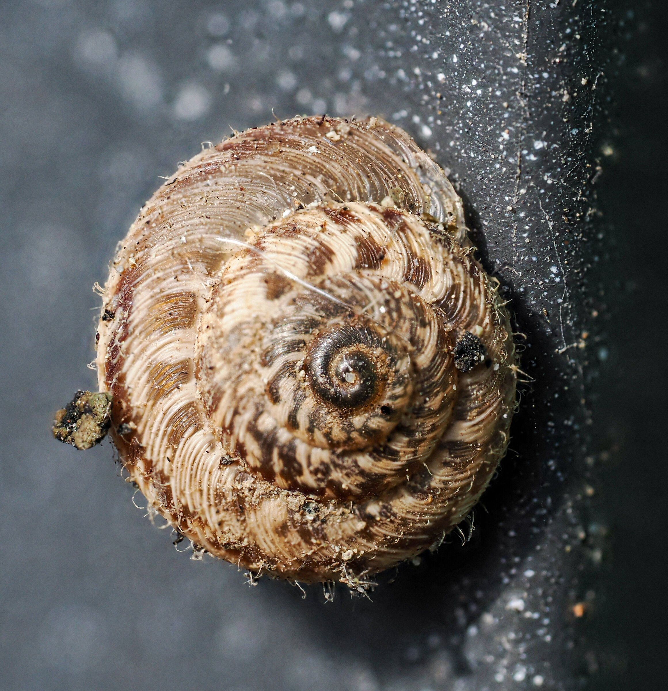 Focus STACKING on camera 4x hand held