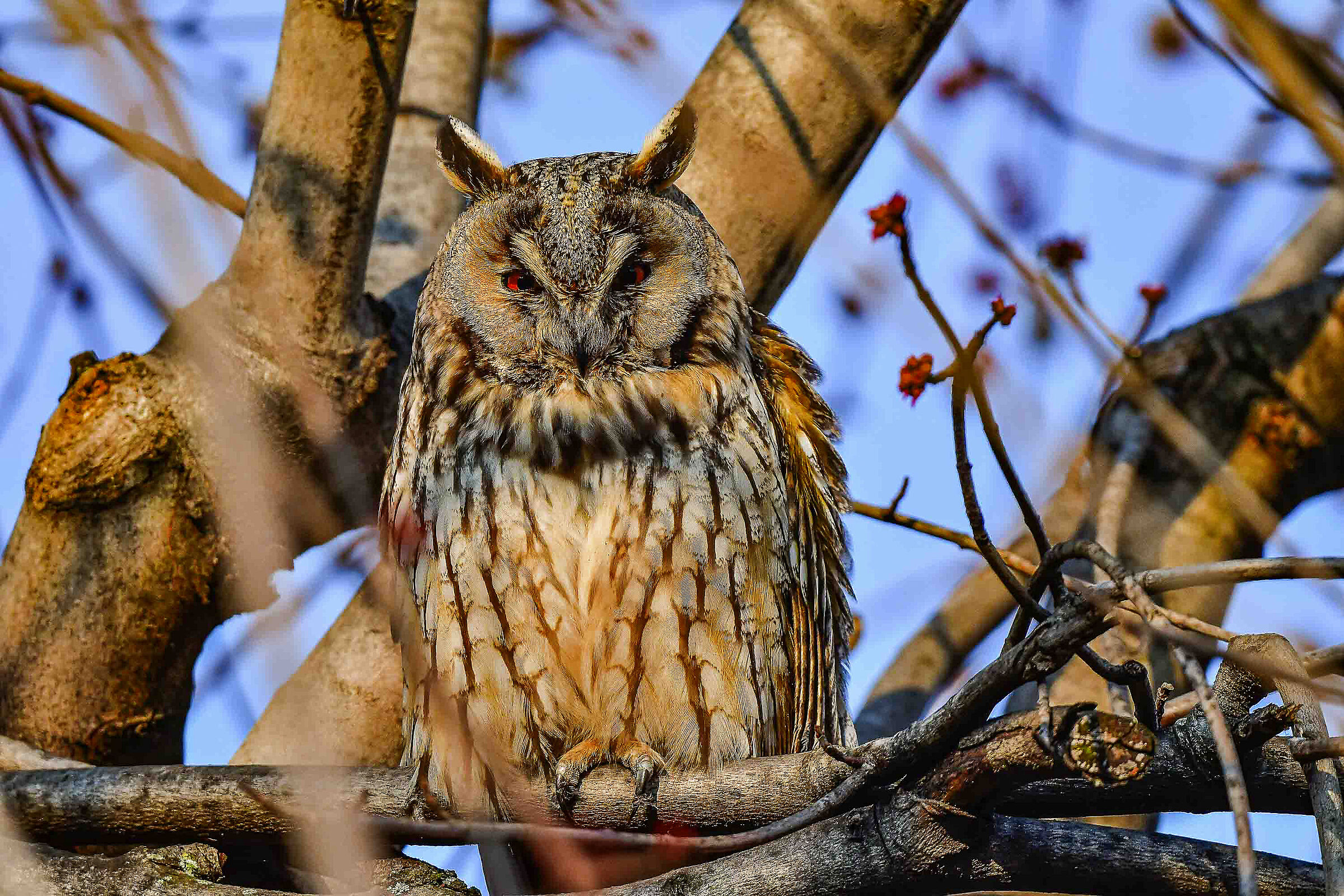Long-eared owl. ambush