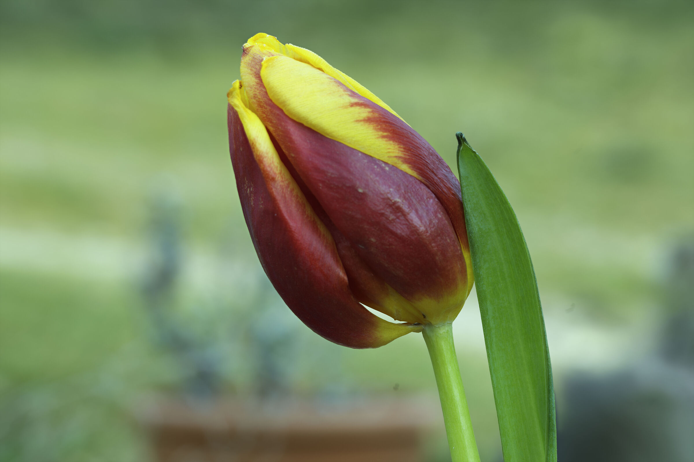 Tulipano di Gesner...