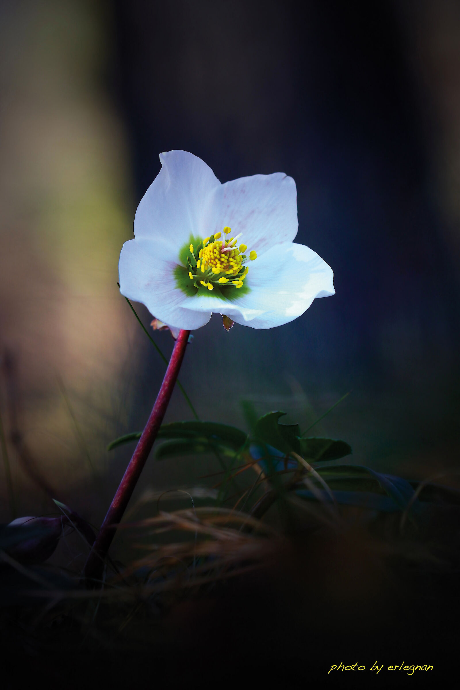 Hellebore