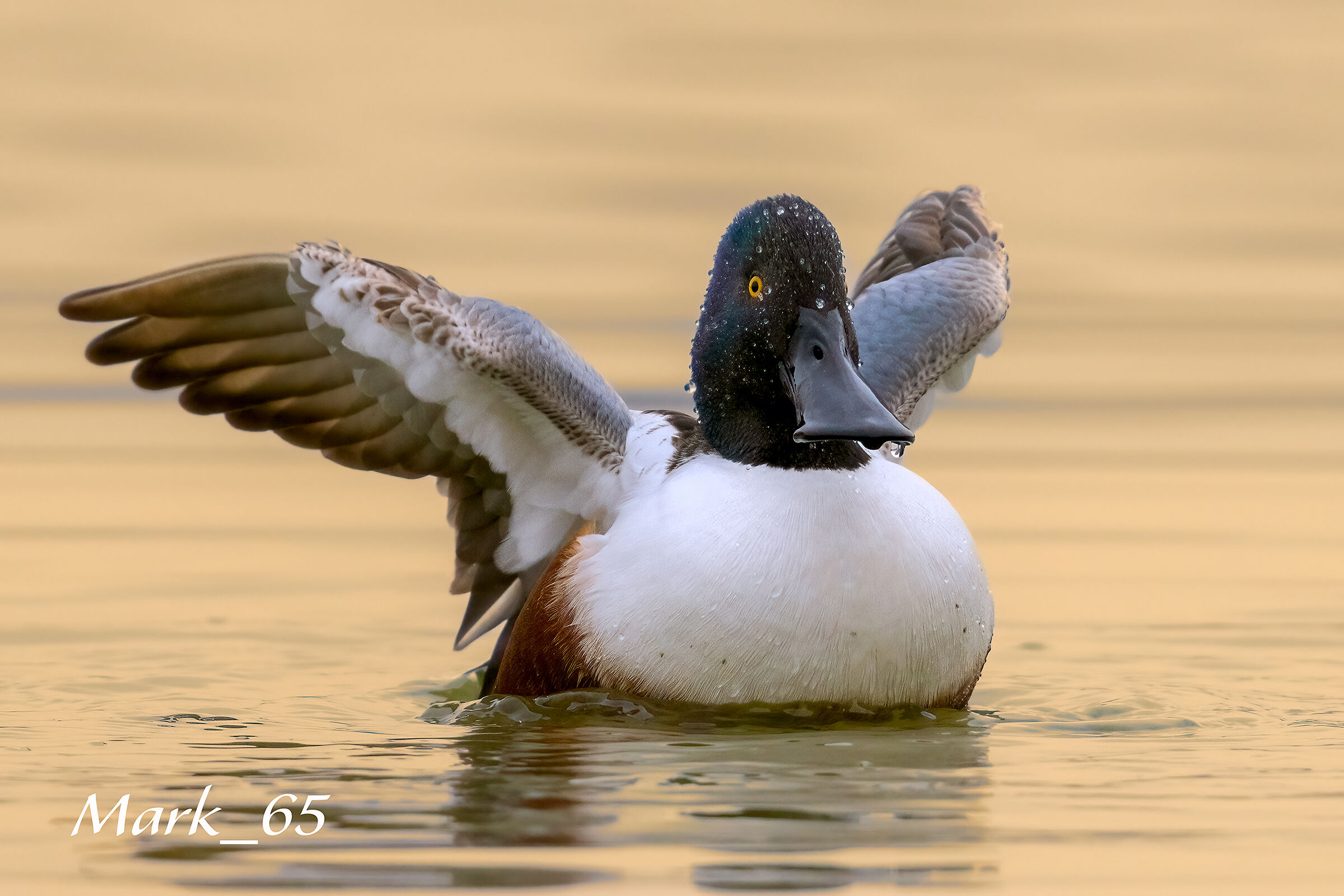 shoveler