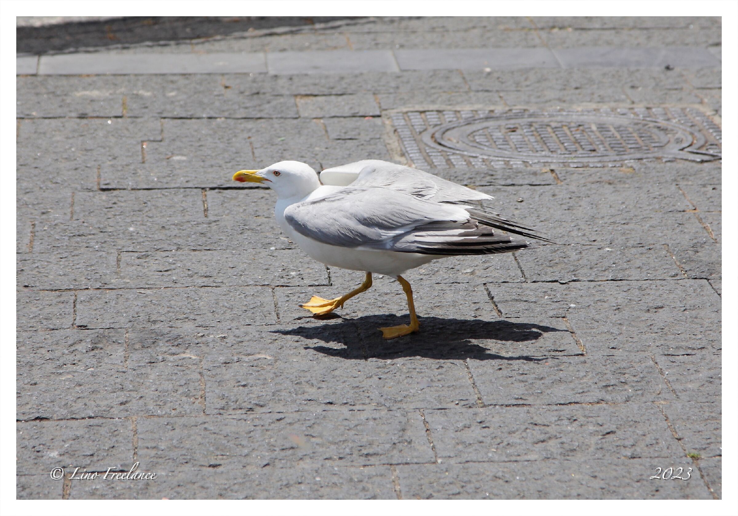 A piedi con profilo basso.