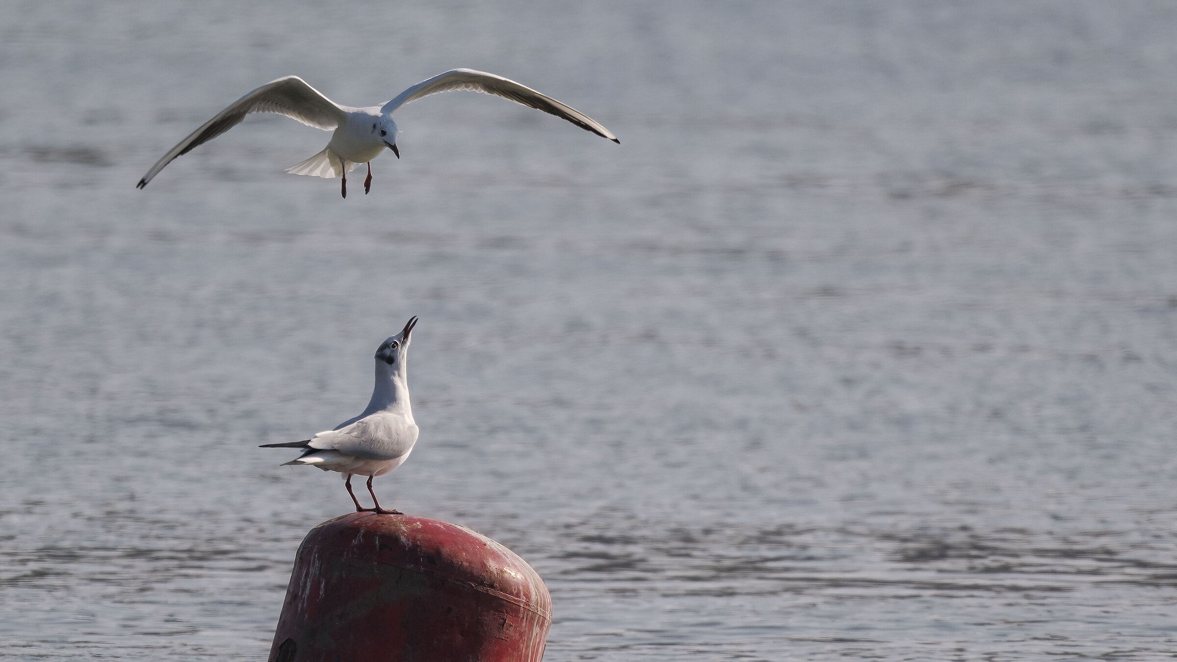 Larus ridibundus