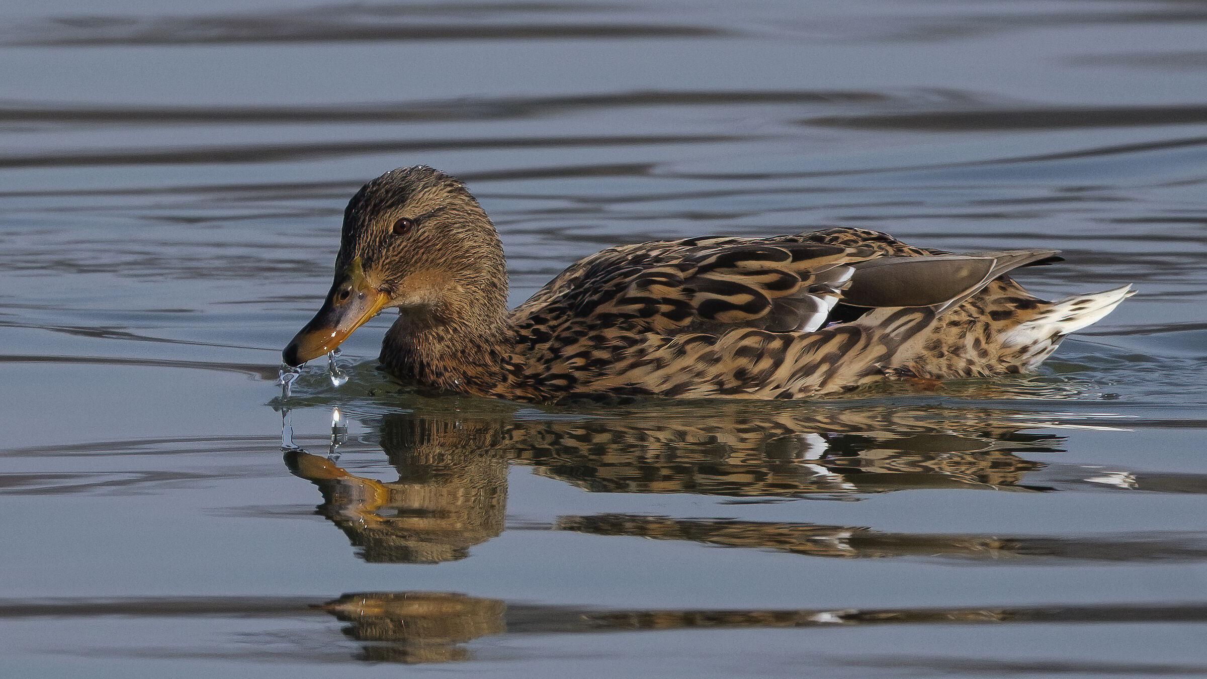 Anas platyrhynchos