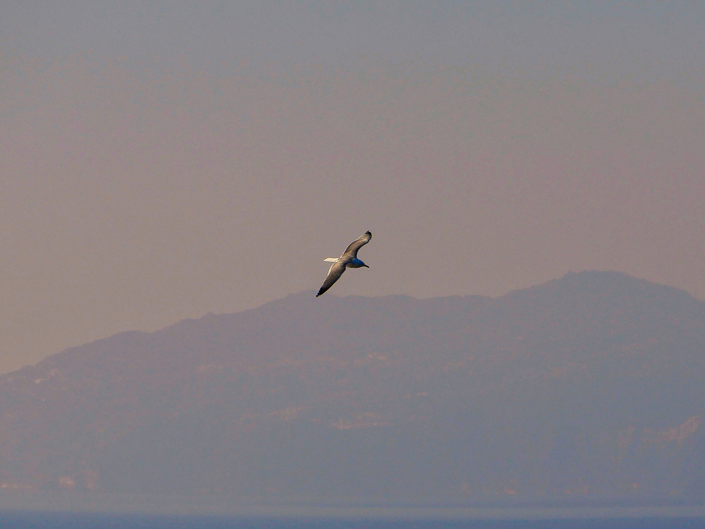 Seagull in flight