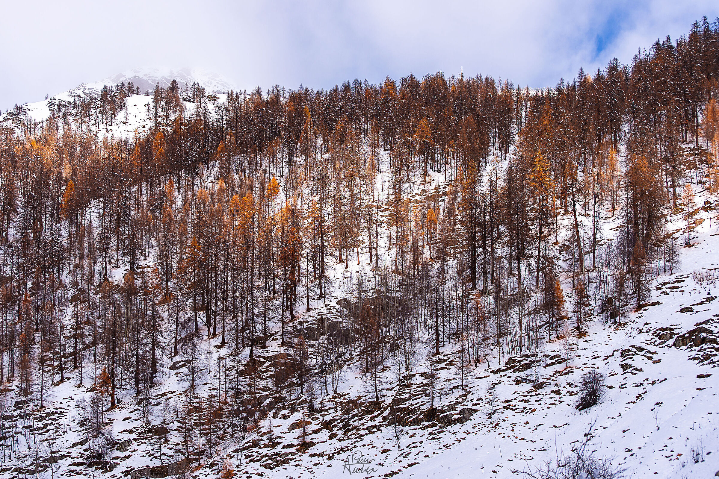 A touch of color on the snow