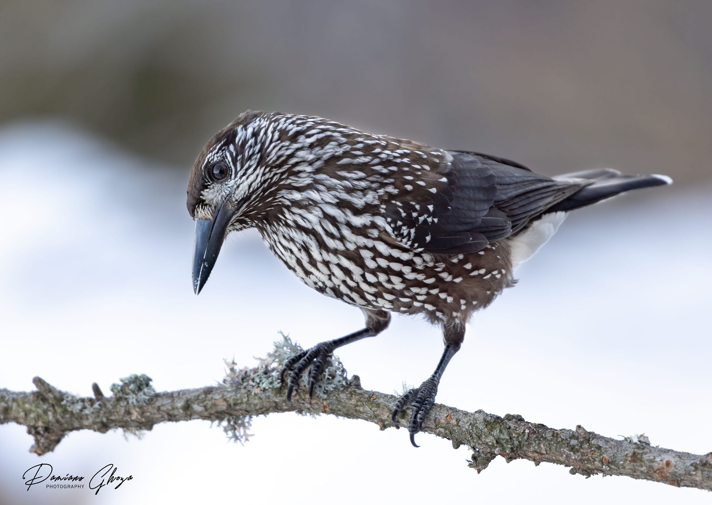Spotted nutcracker