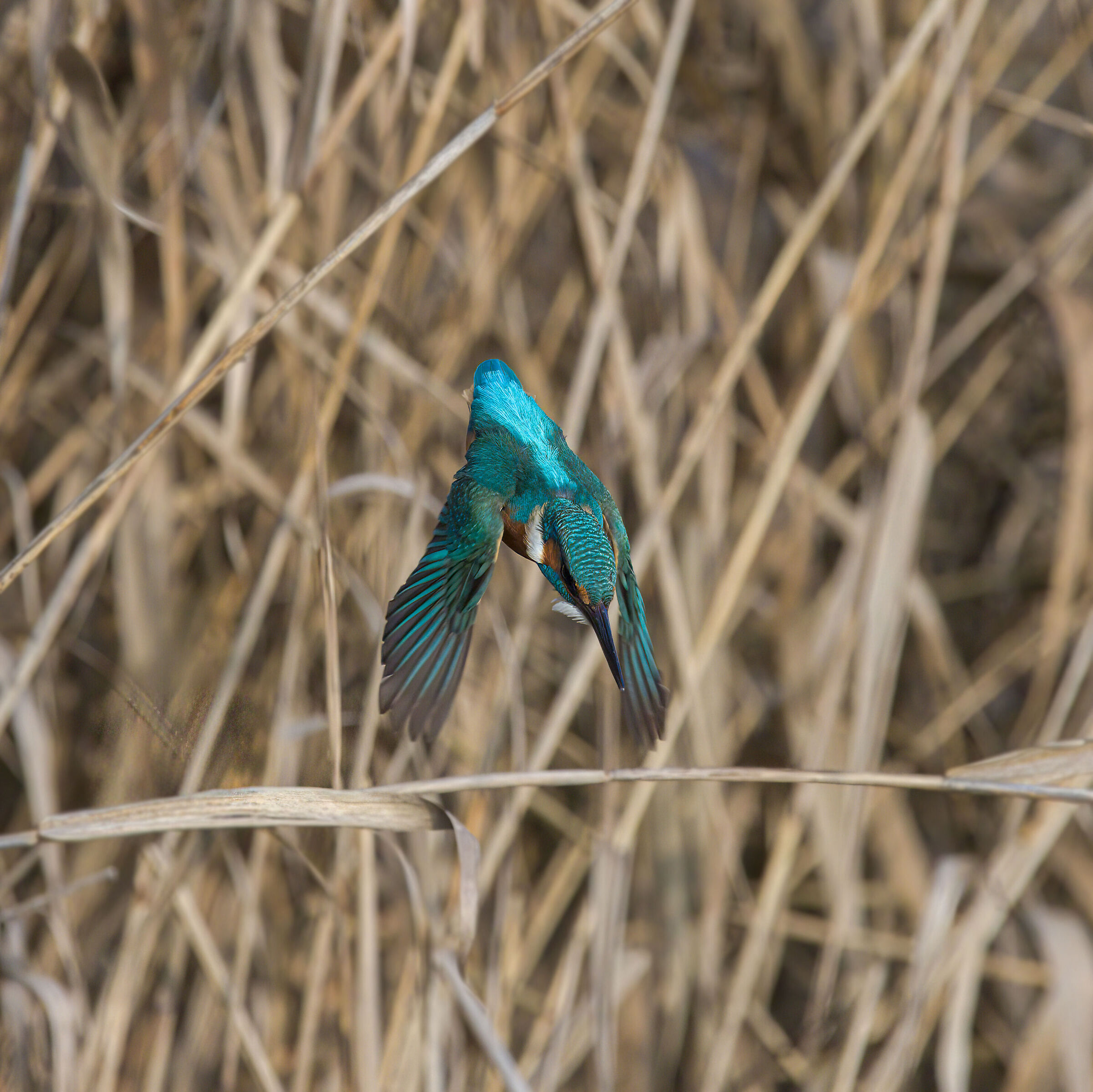 martin pescatore in picchiata