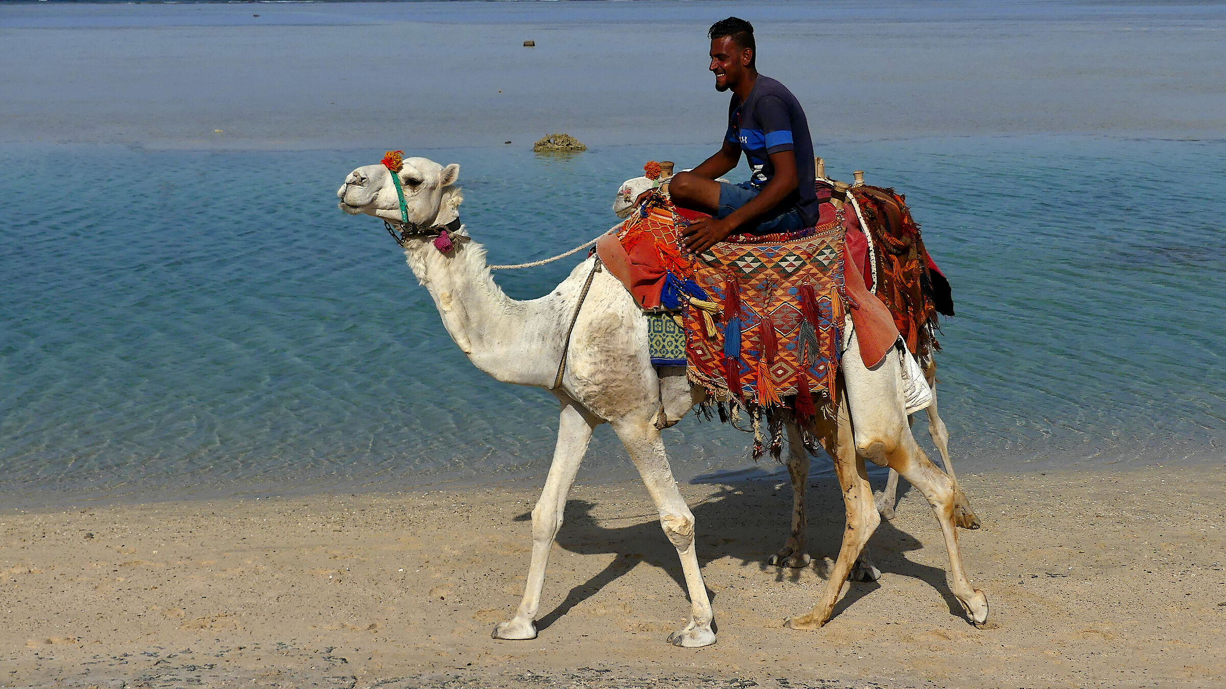 Michael Jackson the dromedary