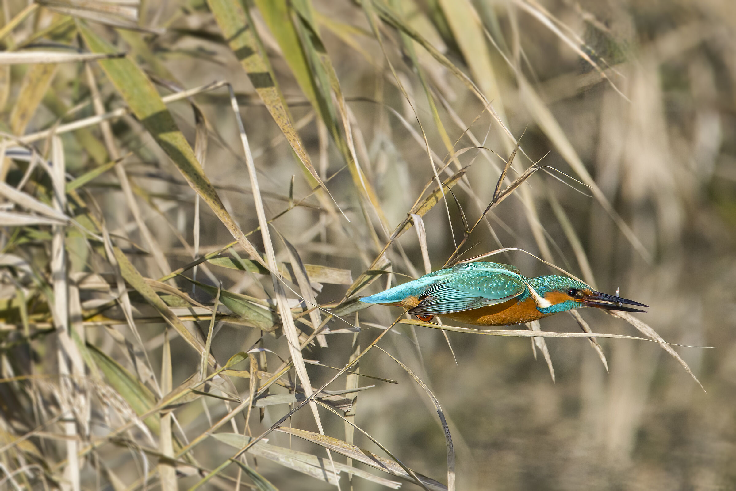 martin pescatore in volo con pesciolino