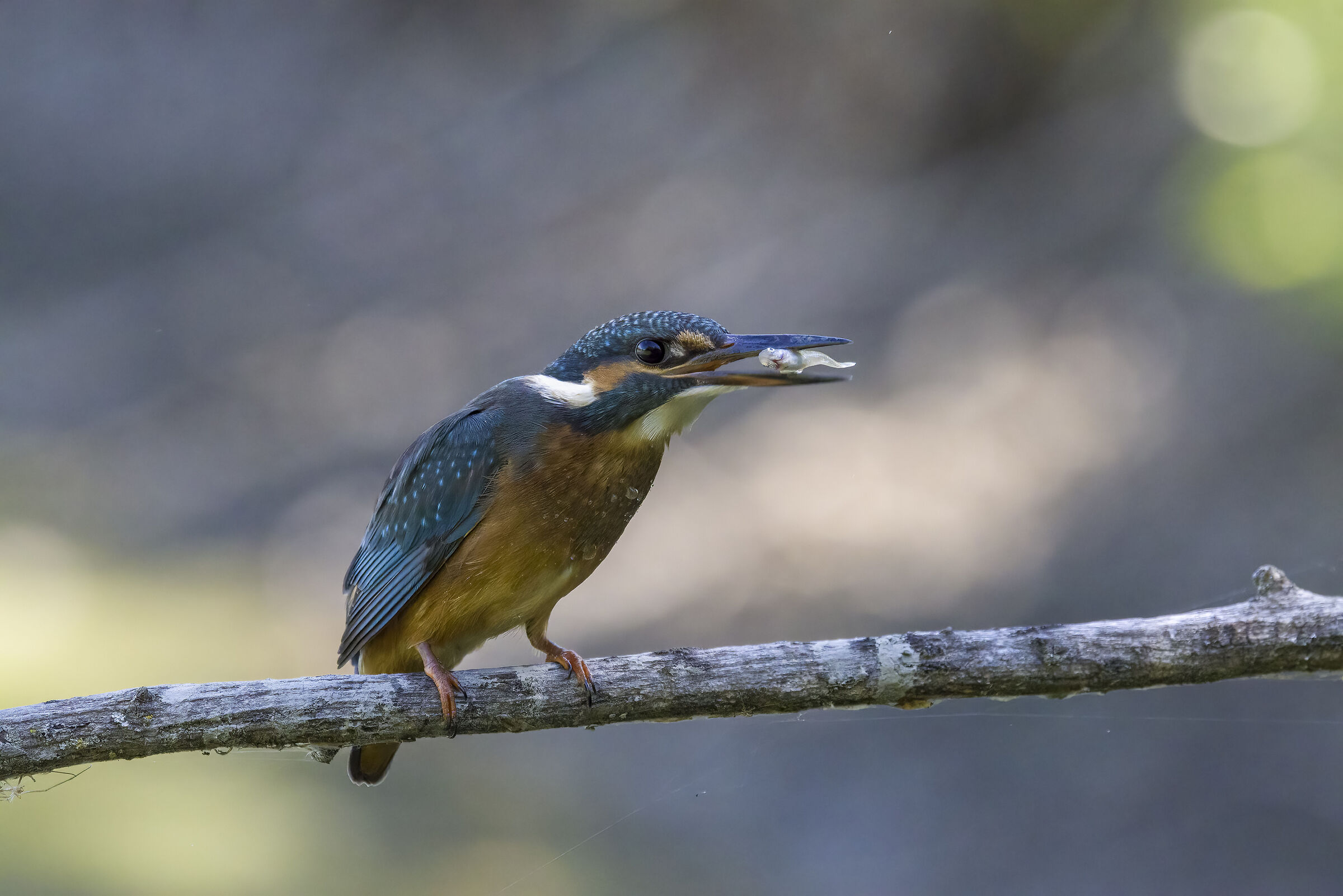 martin pescatore con pesciolino
