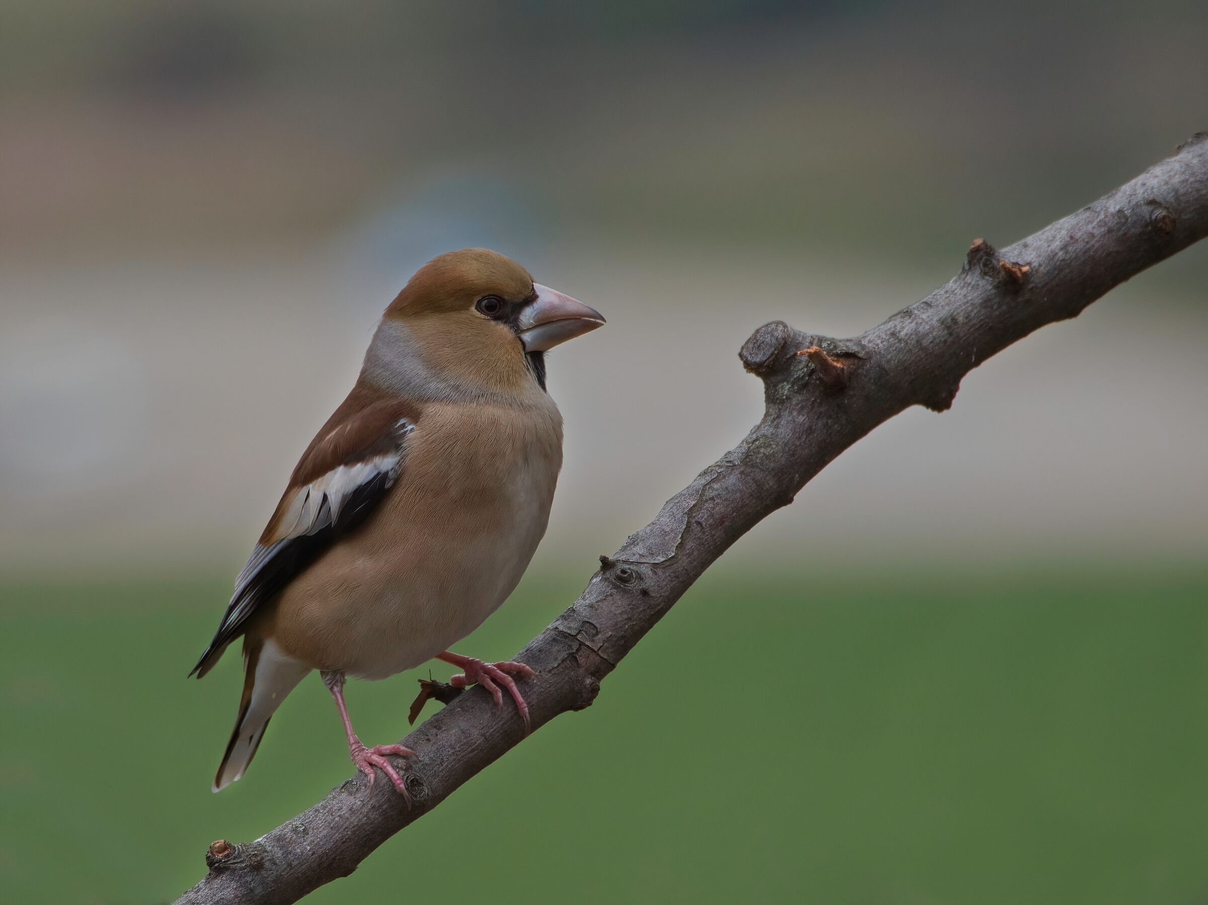 Hawfinch