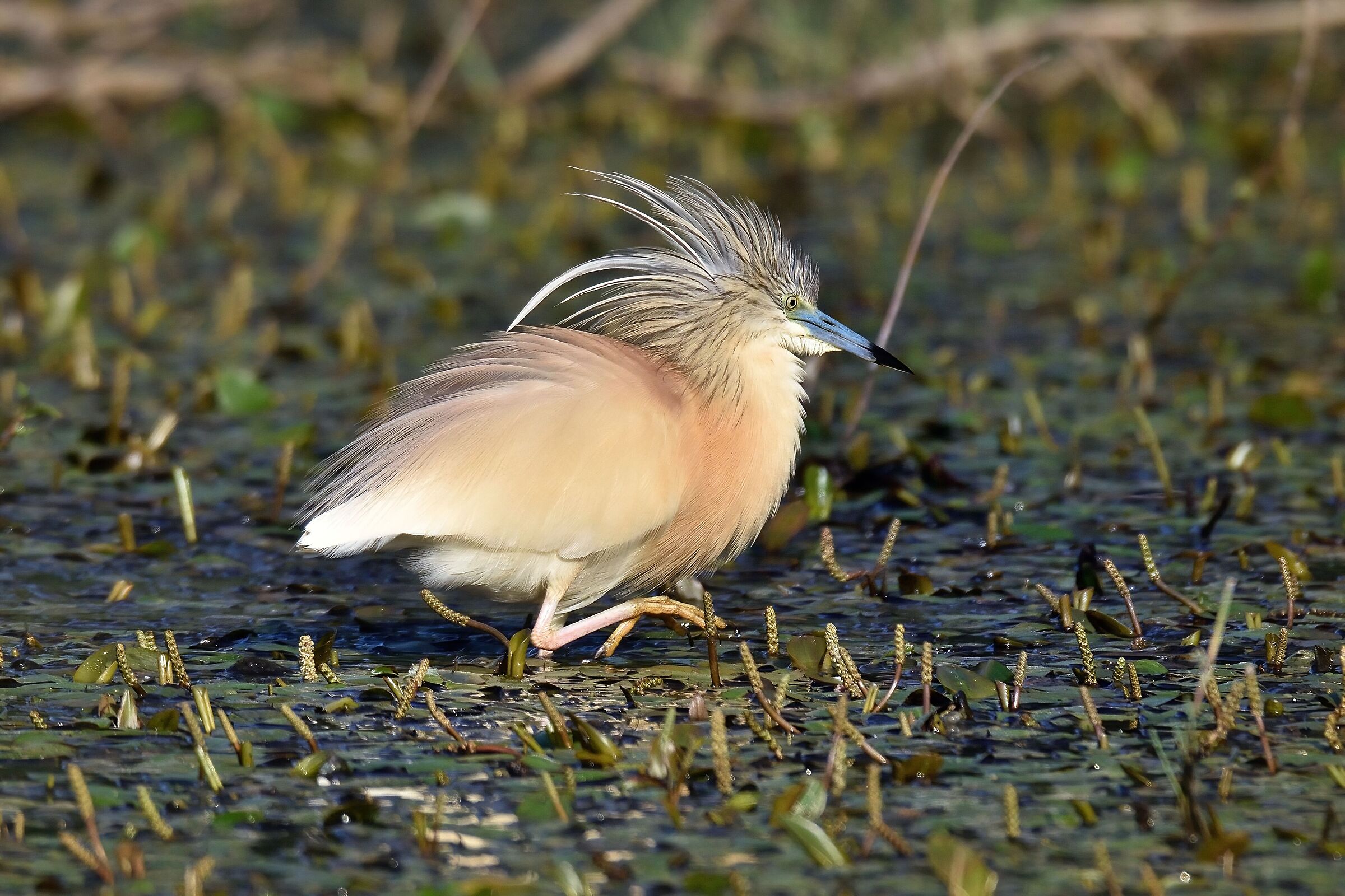 Squacco gauze (Ardeola ralloides)