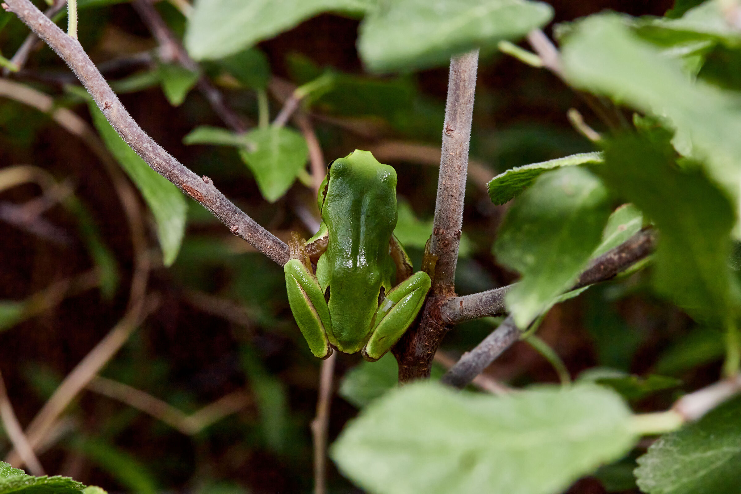 raganella