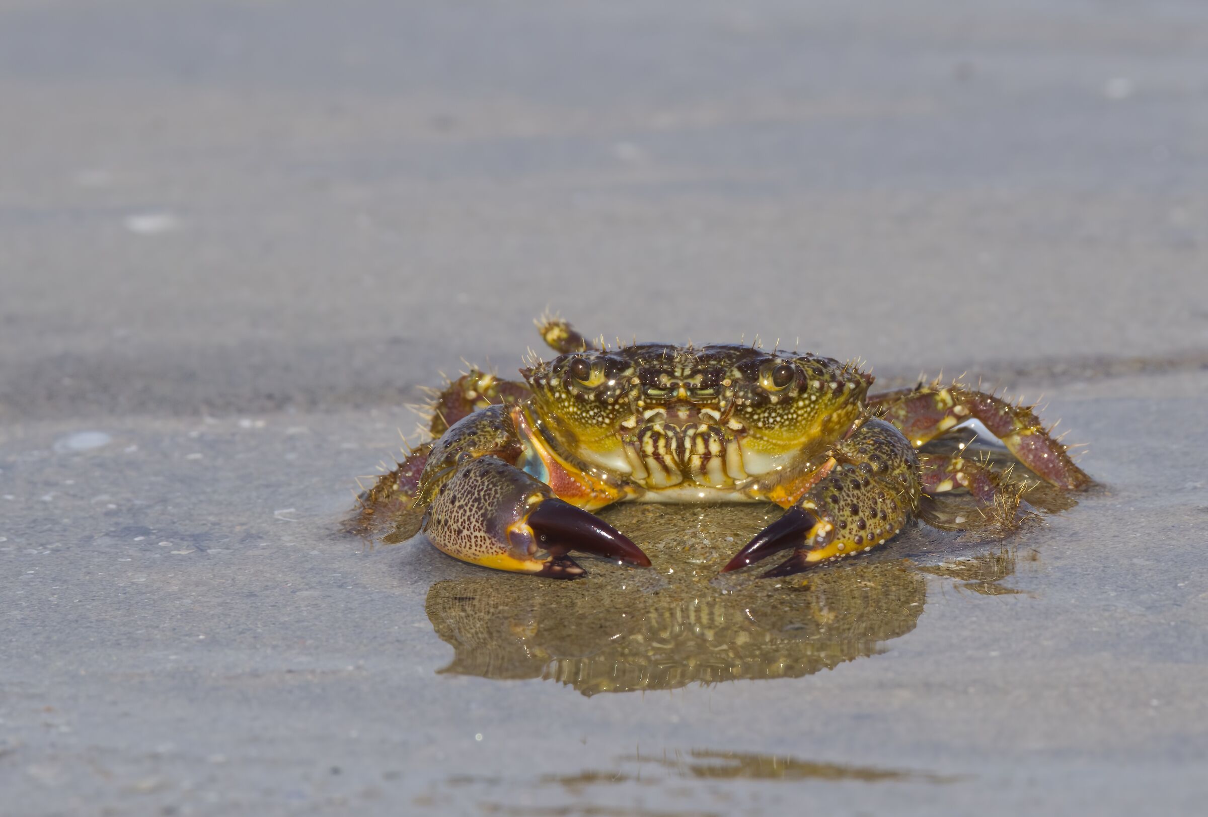 Fairytale crab (Eriphia verrucosa)