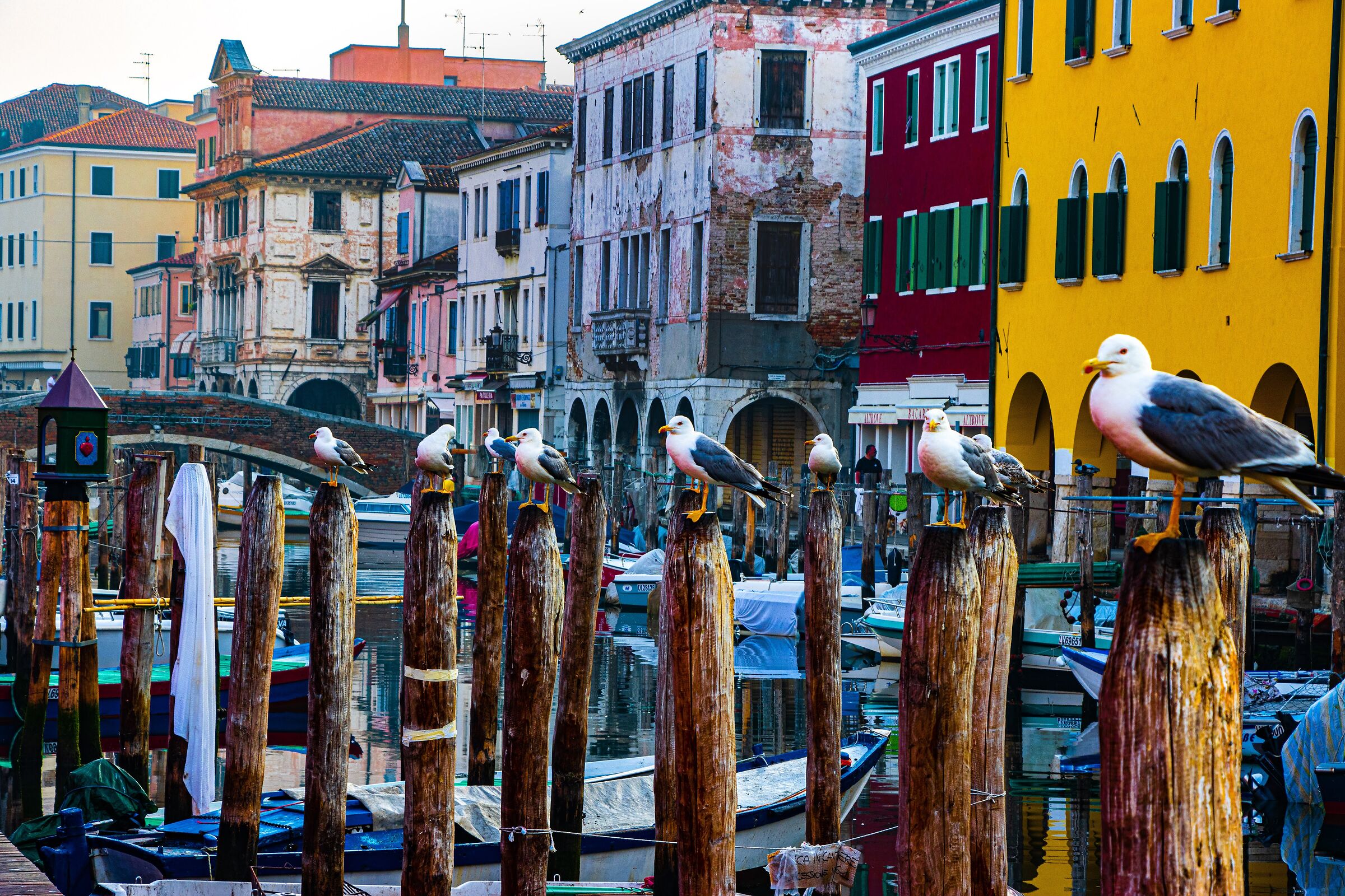Chioggia in attesa del rancio