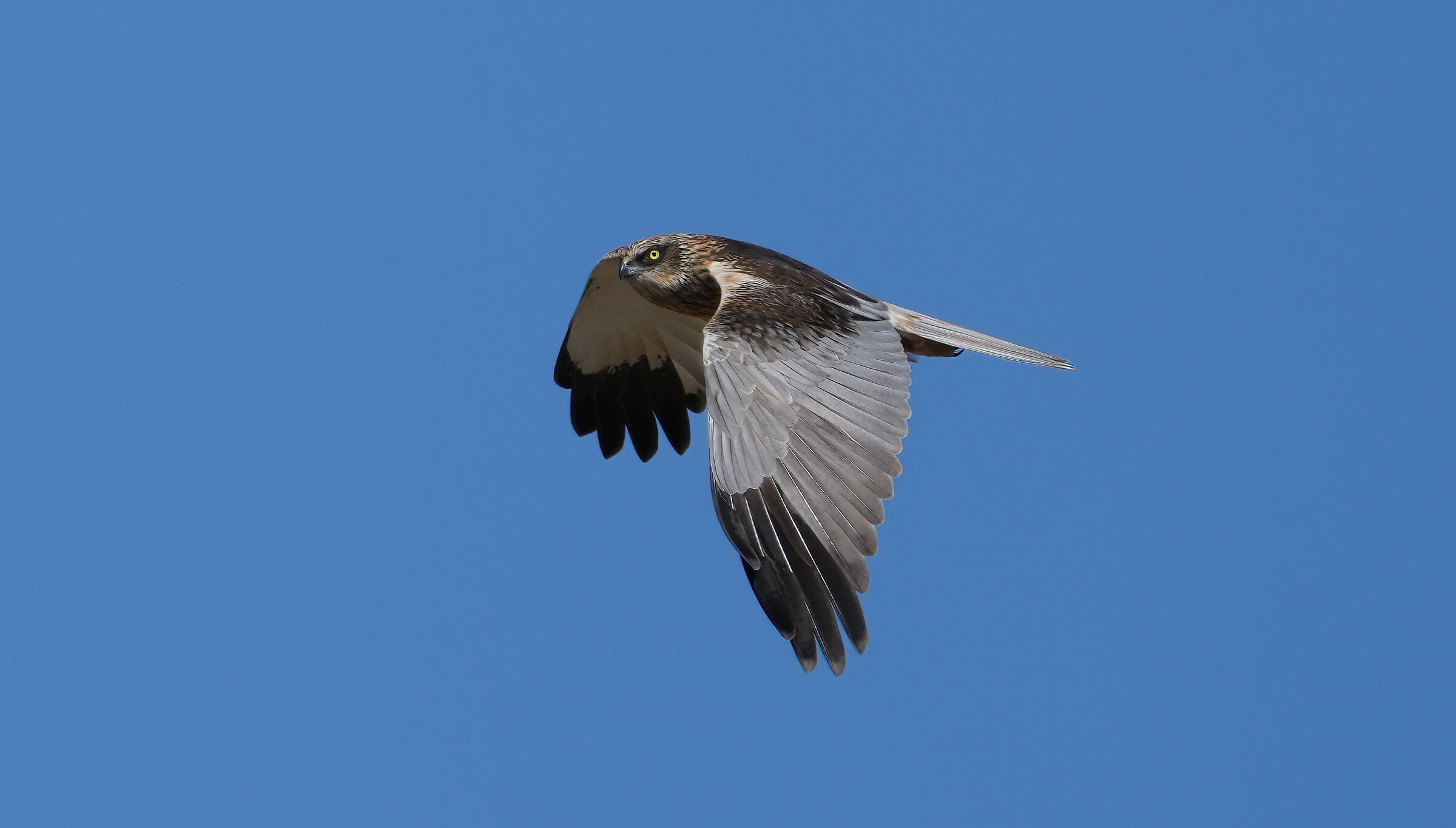 Marsh harrier