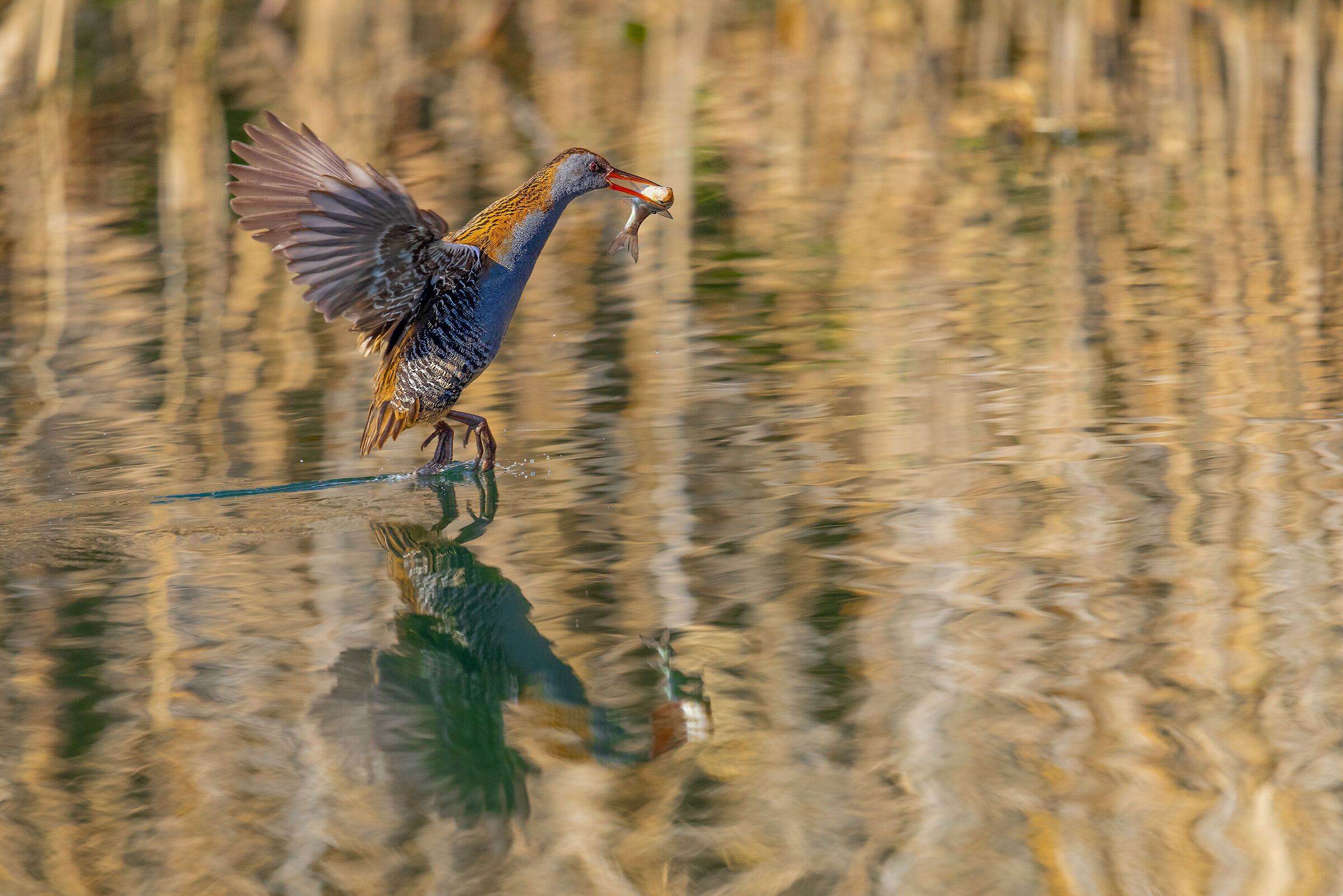 Porciglione con preda