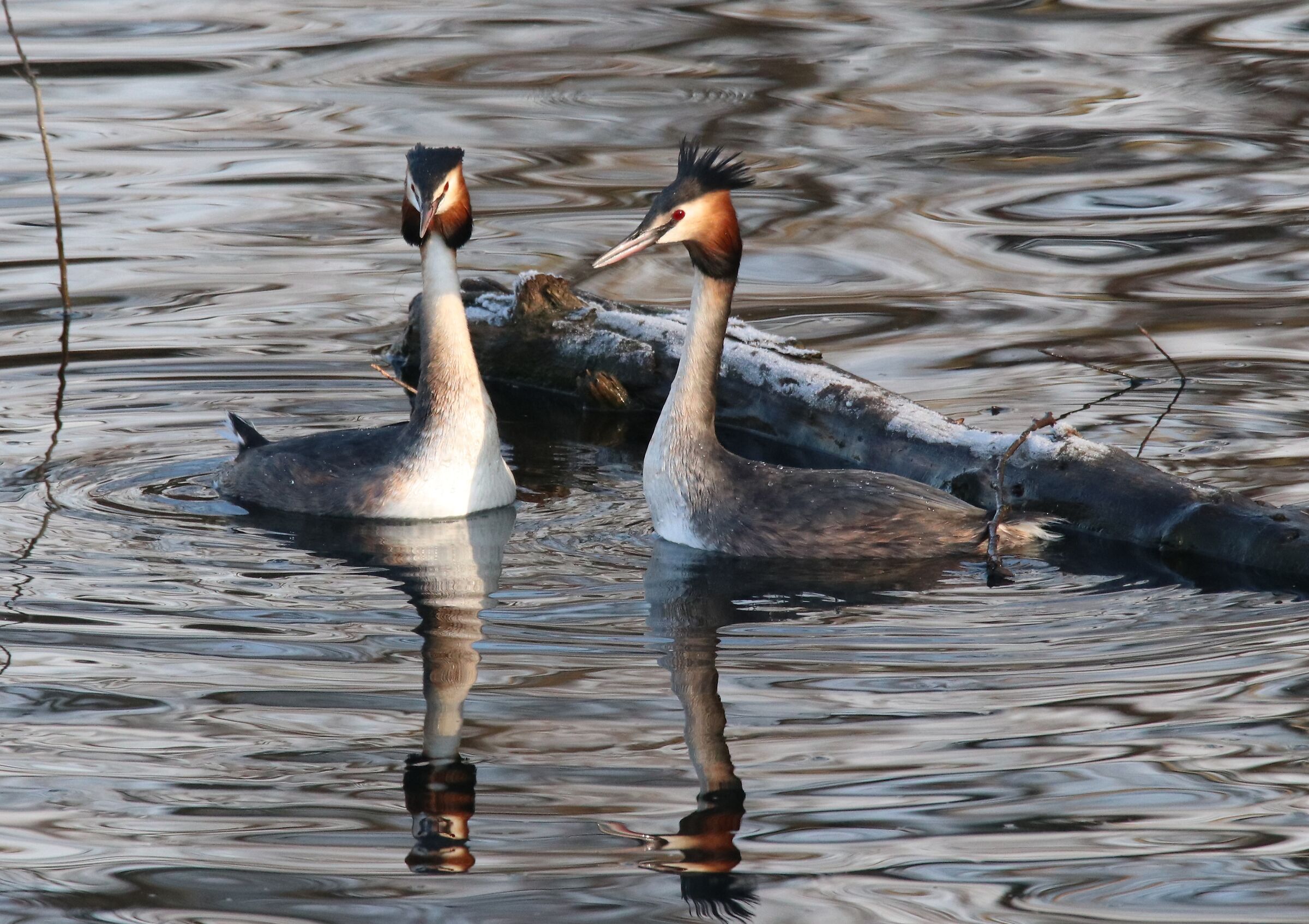 Grebes on the Adda