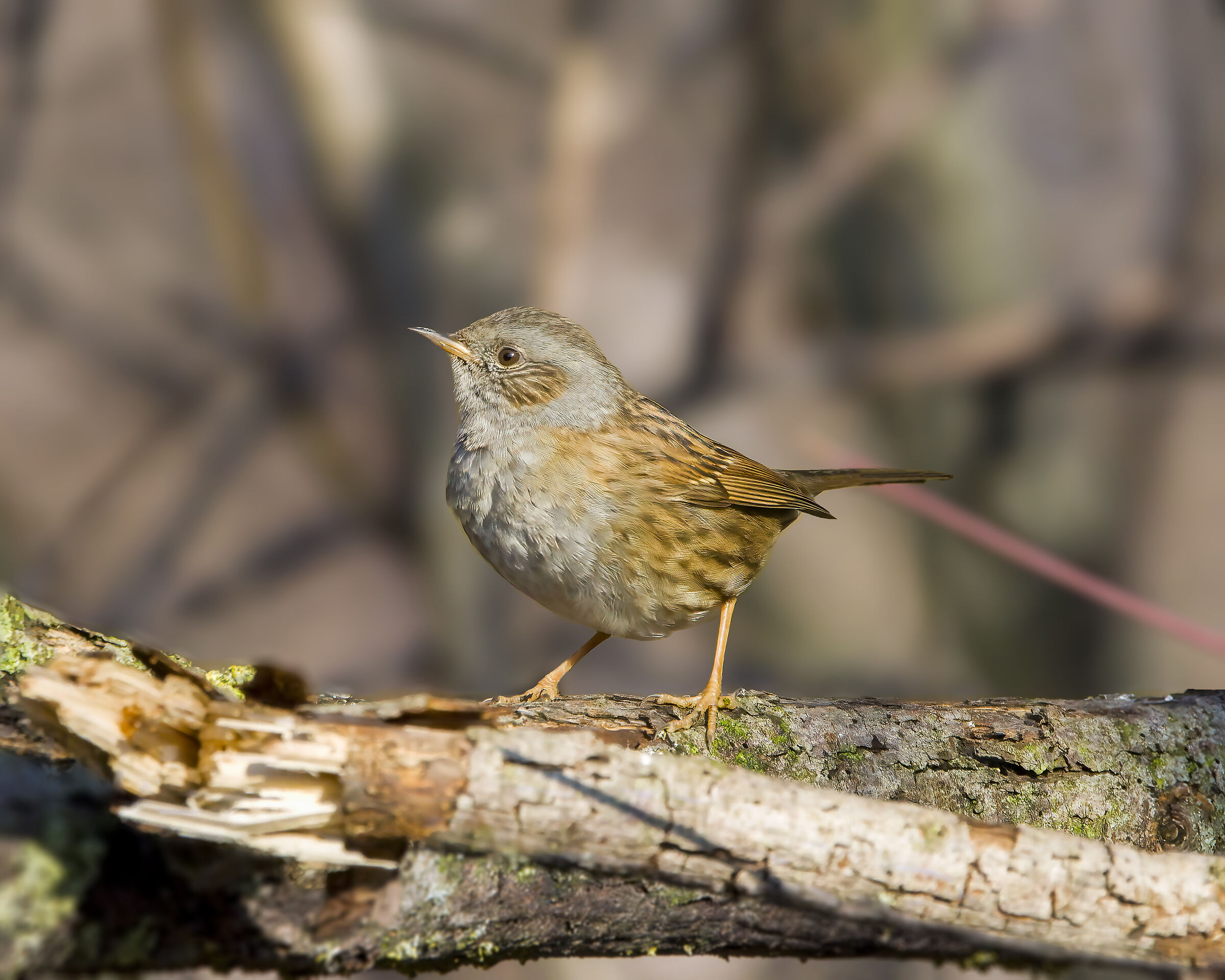 passera scopaiola