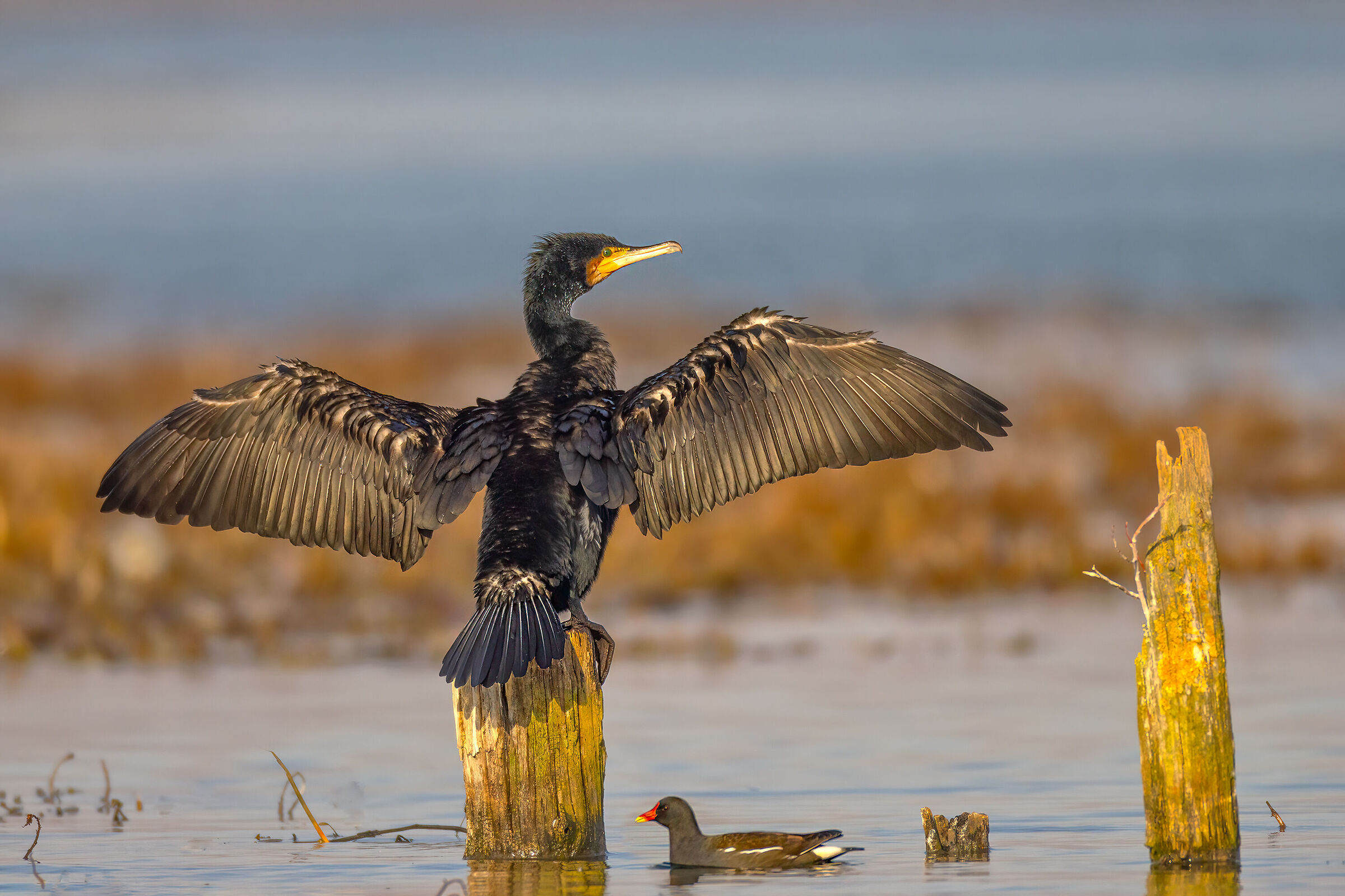 Incontri nel Parco del Mincio (mn)