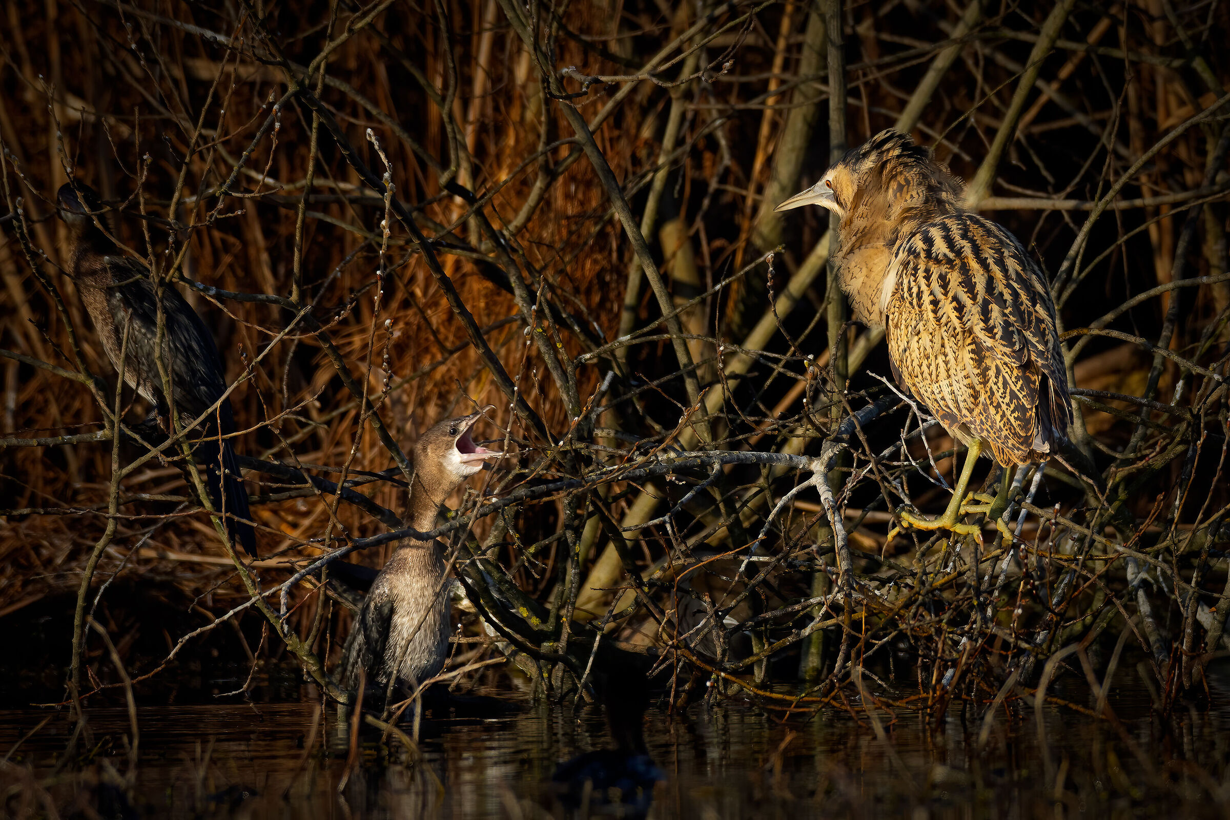 Incontri nel Parco del Mincio (mn)