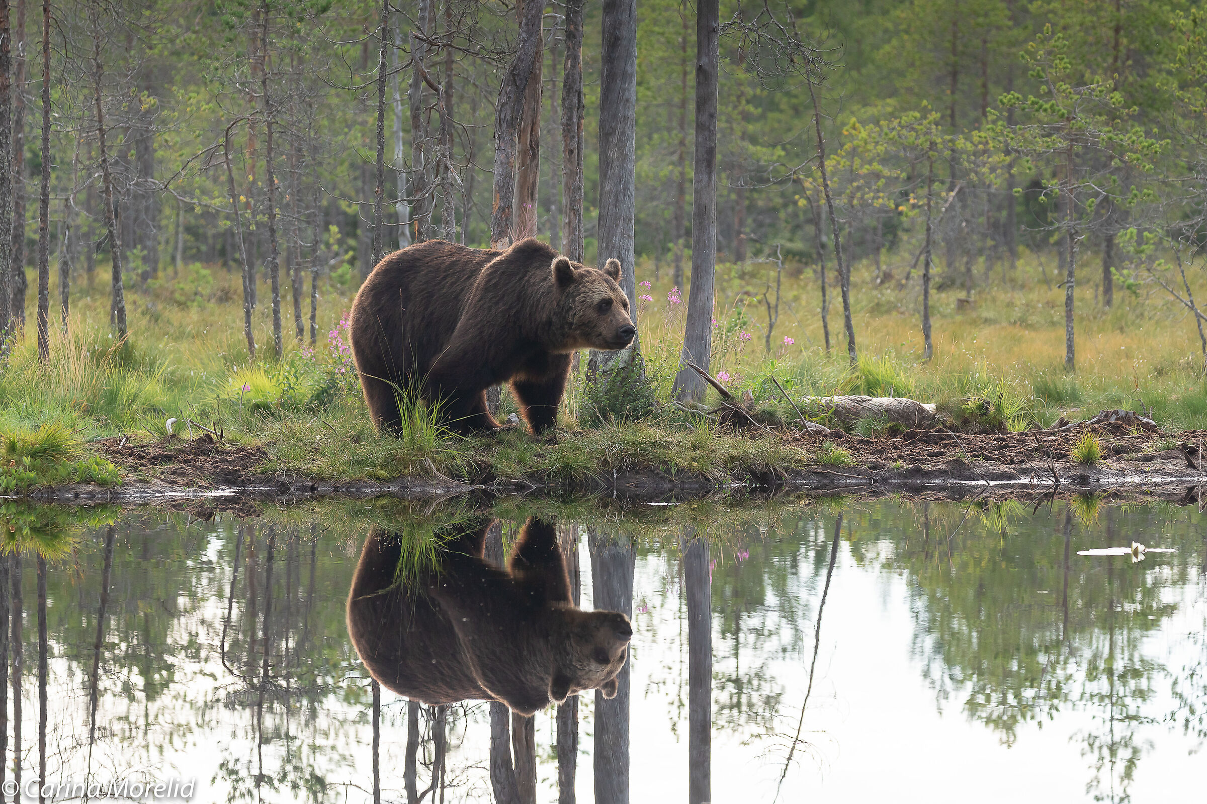 Brown bear