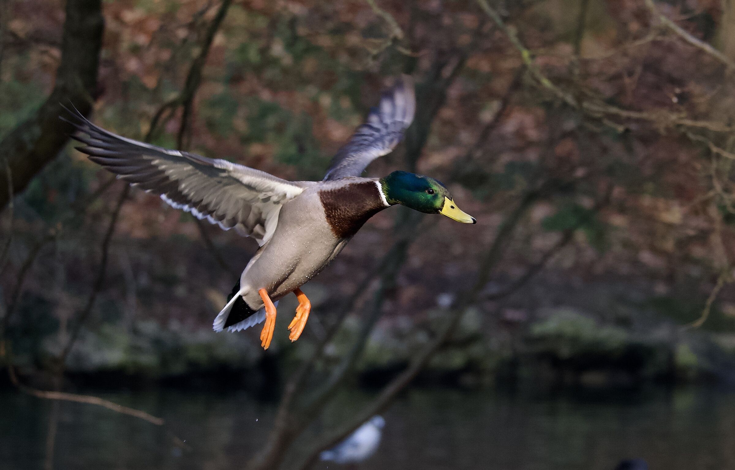 Mallard