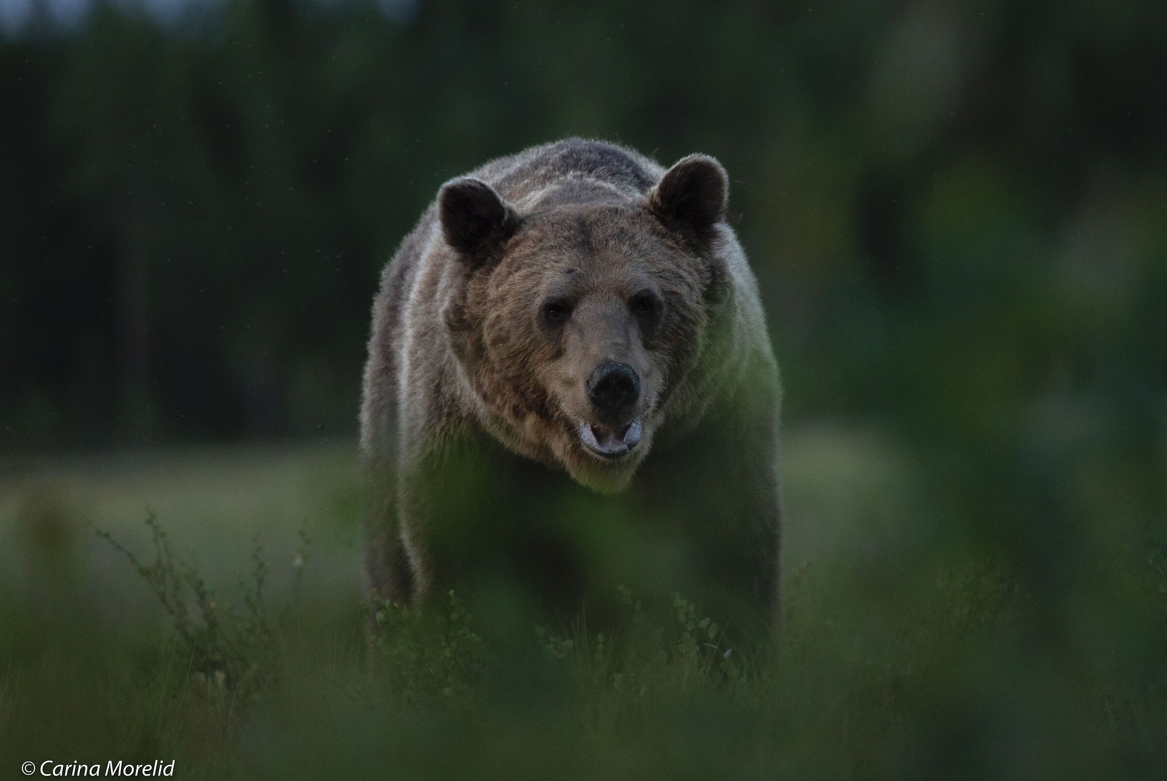 Brown bear