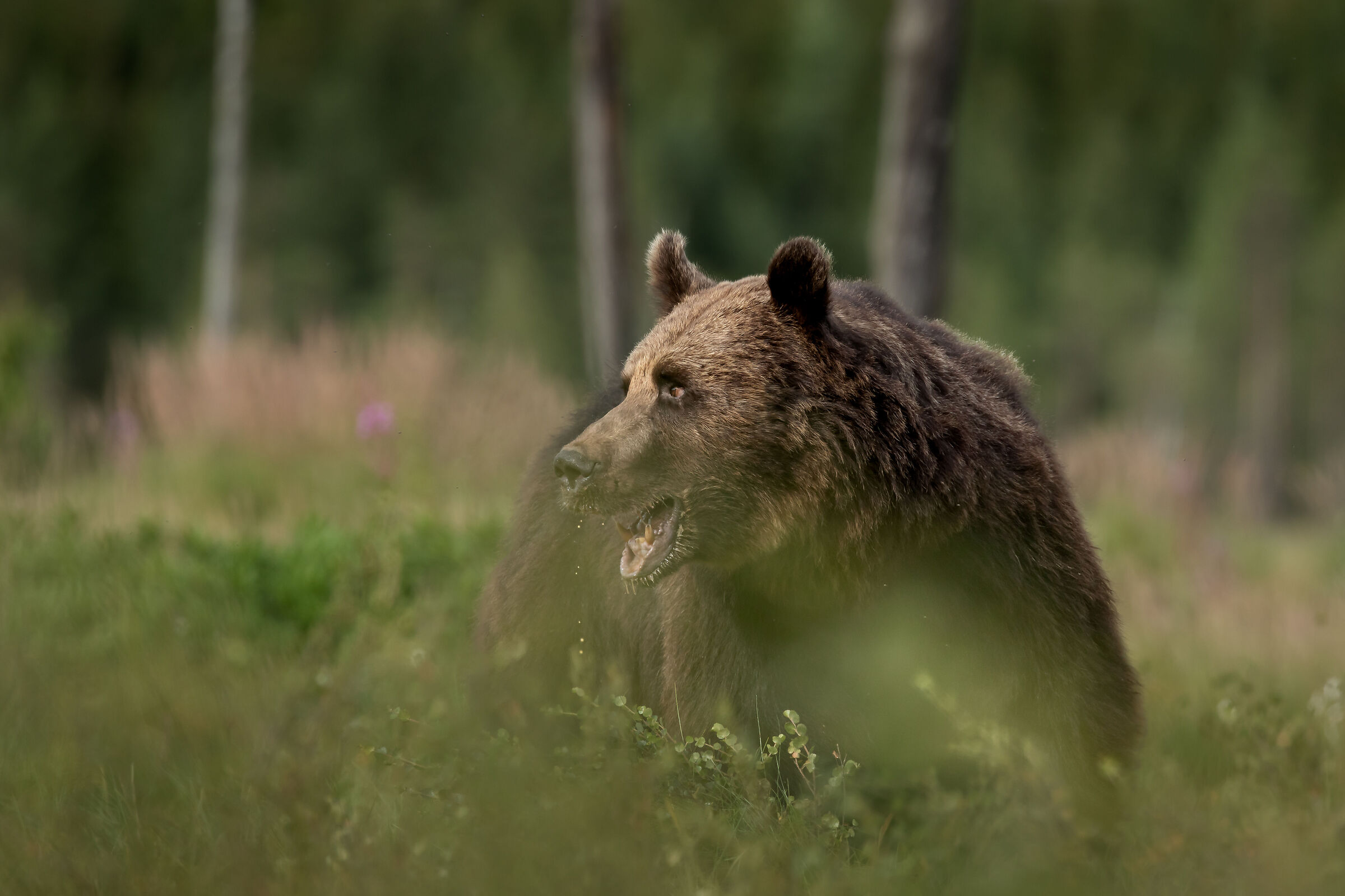 Beats in Finland