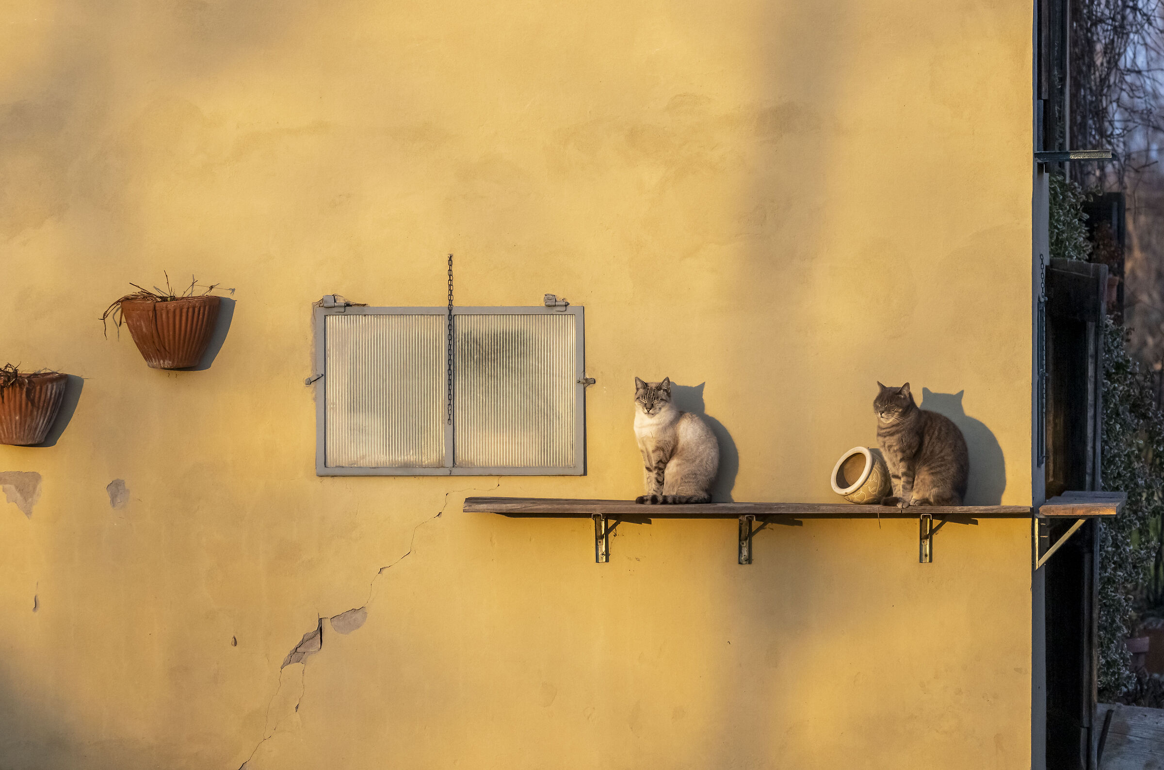 gatti al tepore del sole