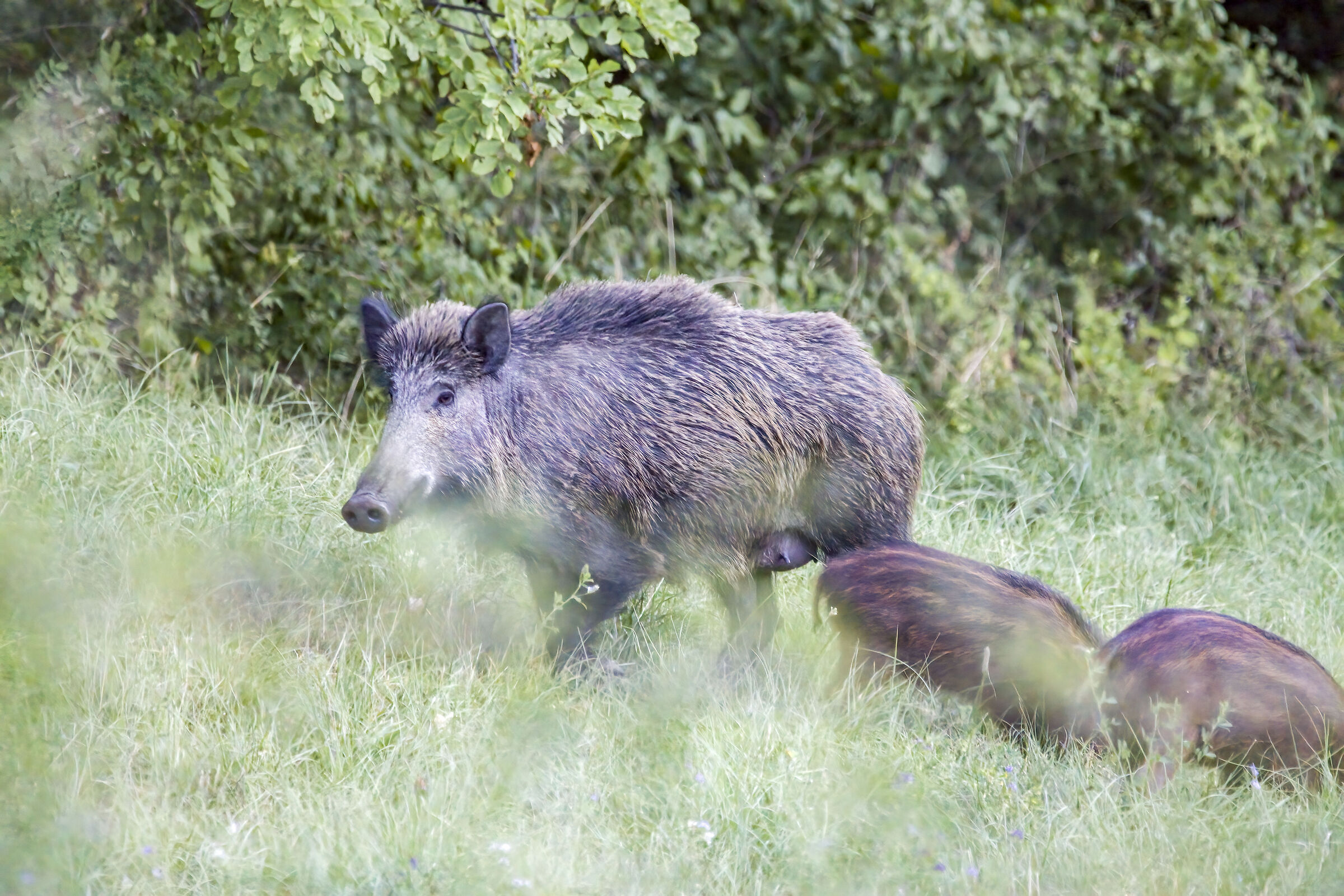 mamma cinghiale con piccoli