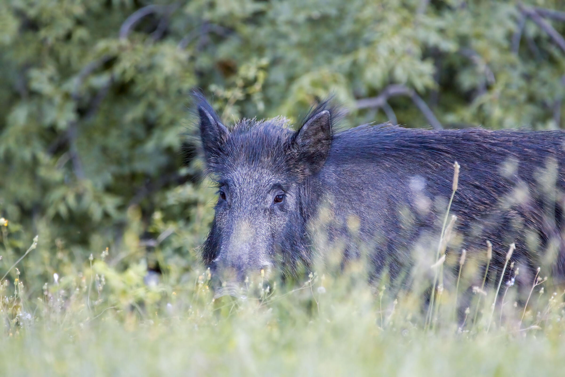 cinghiale