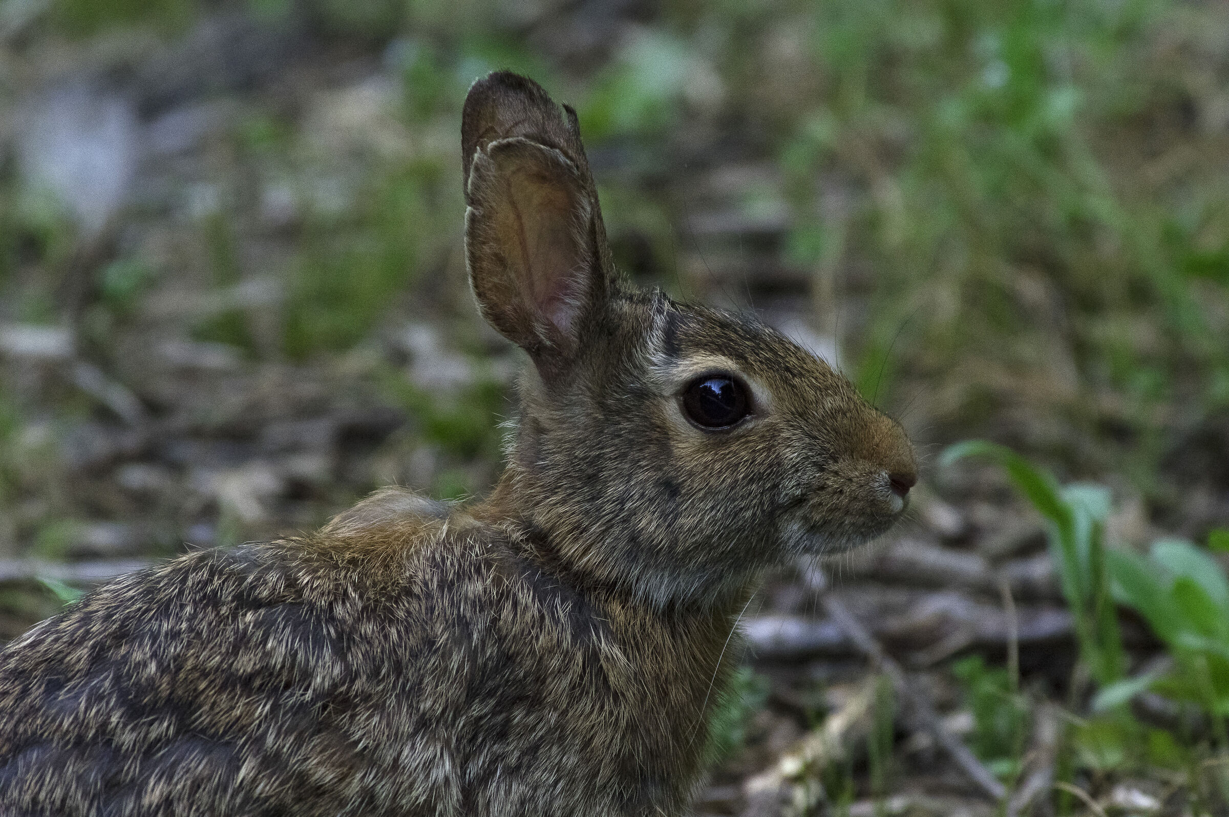 Incontri ravvicinati