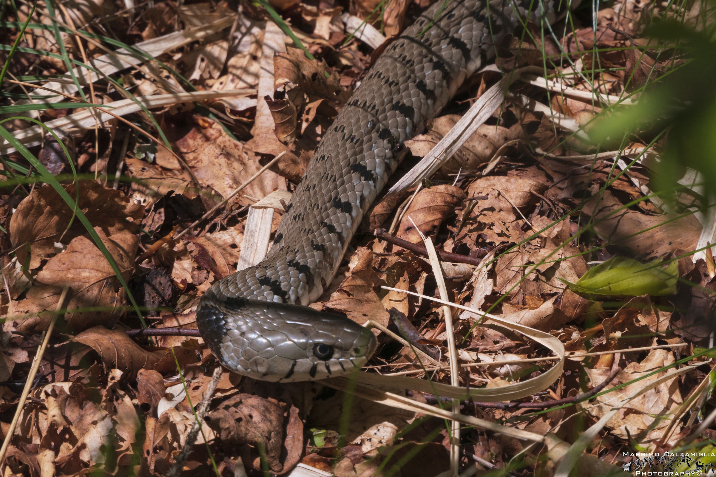 Natrix Natrix