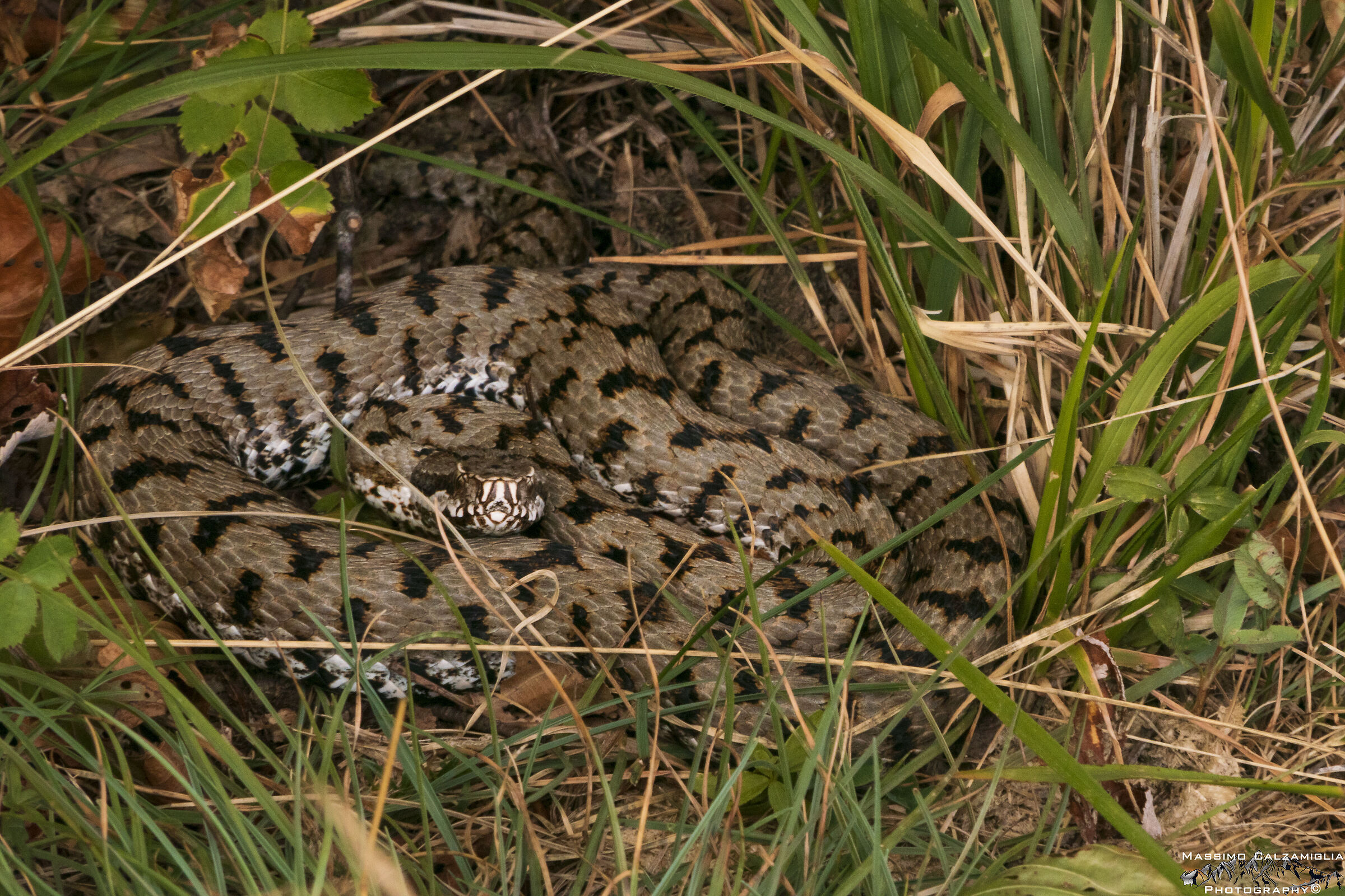 Vipera Aspis Francisciredi