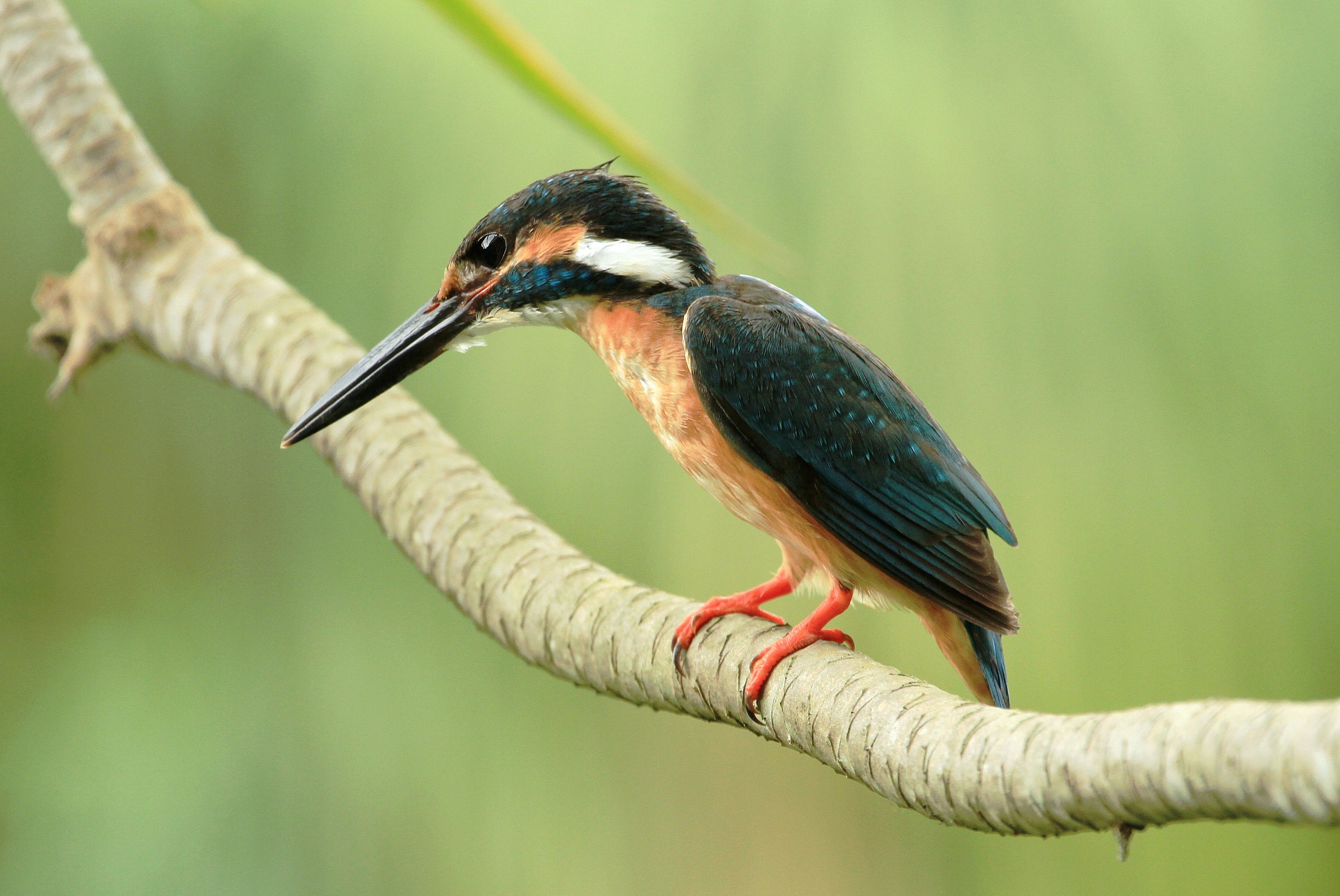 Kingfisher