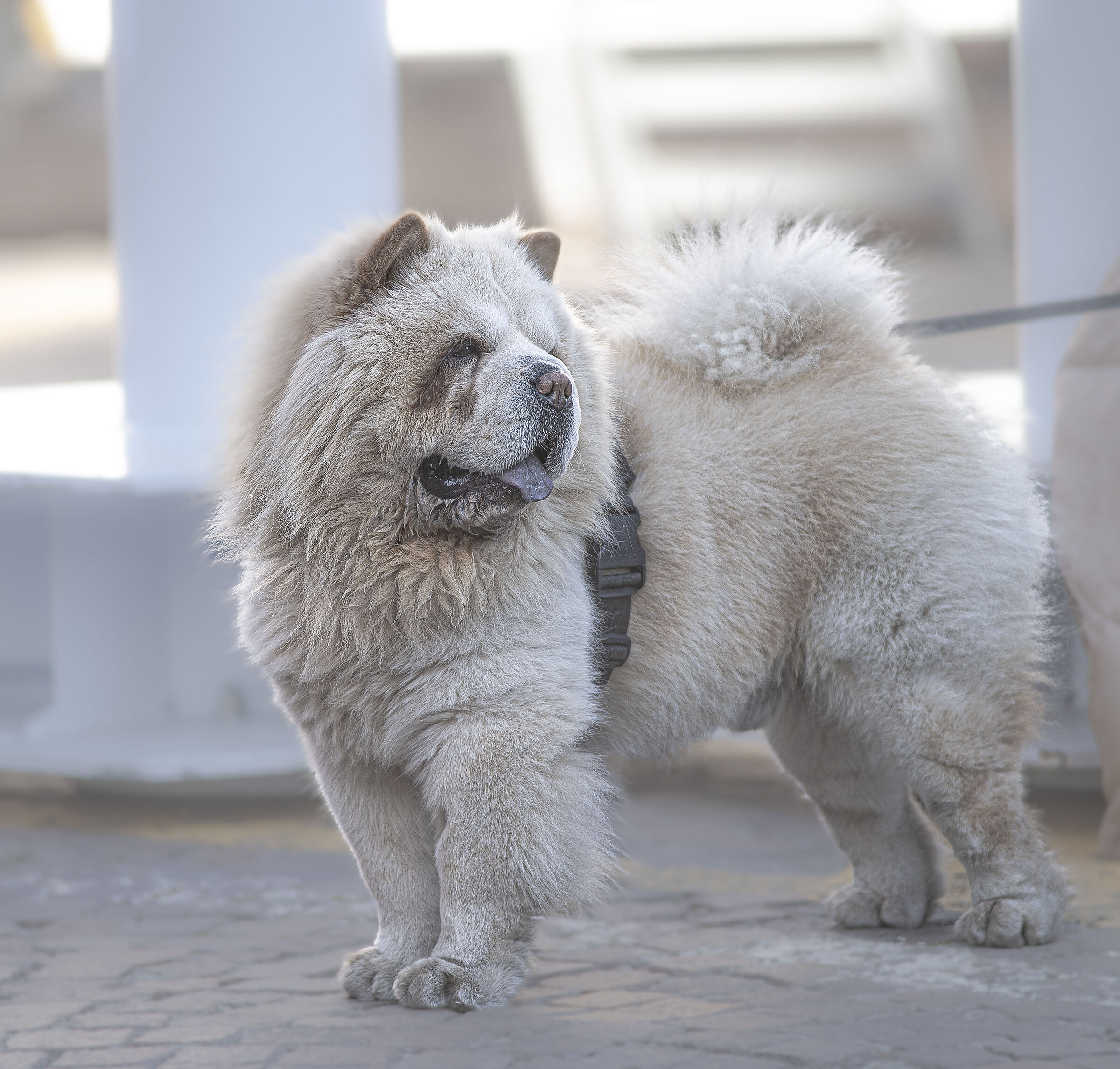 Chow chow