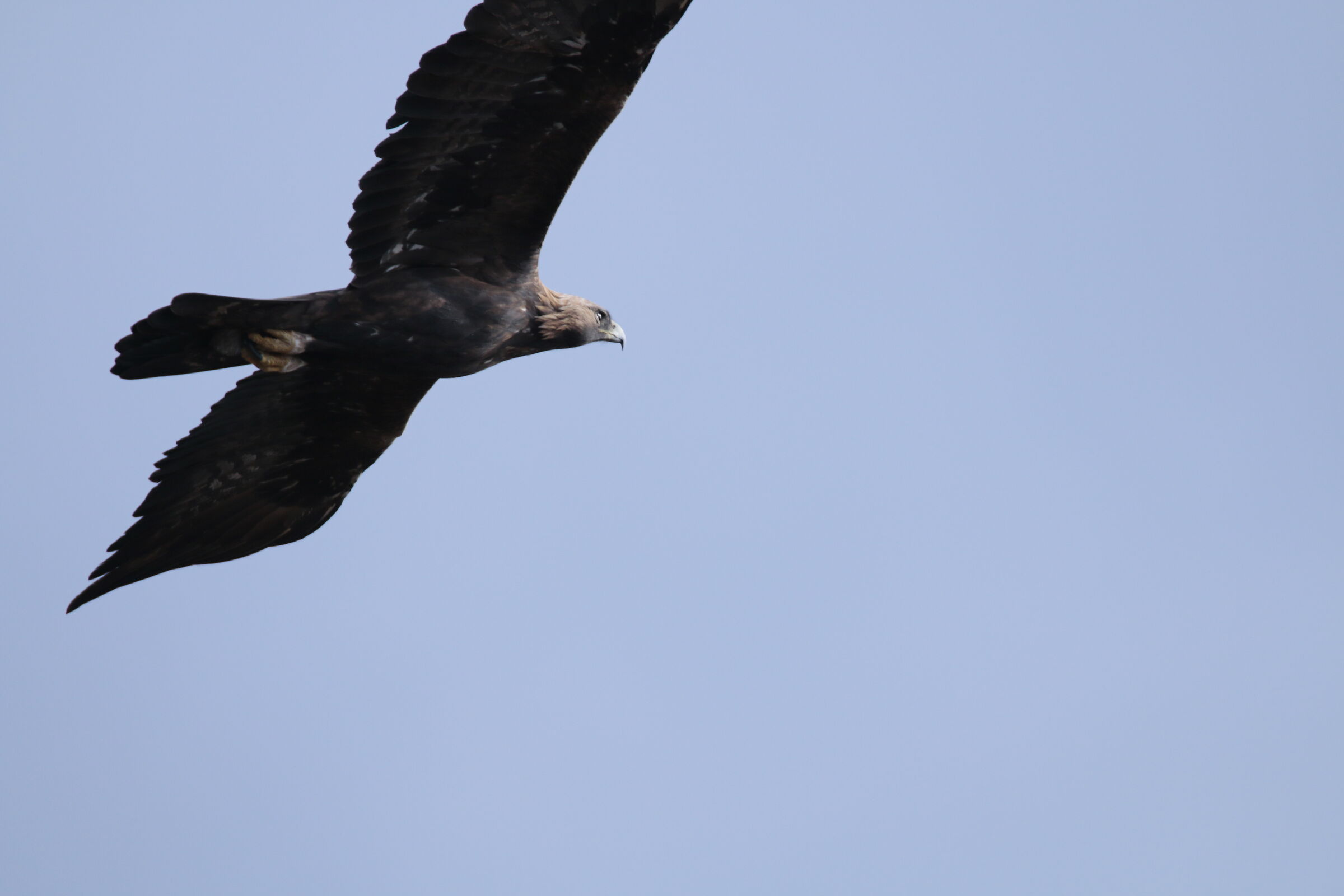 Aquila 3