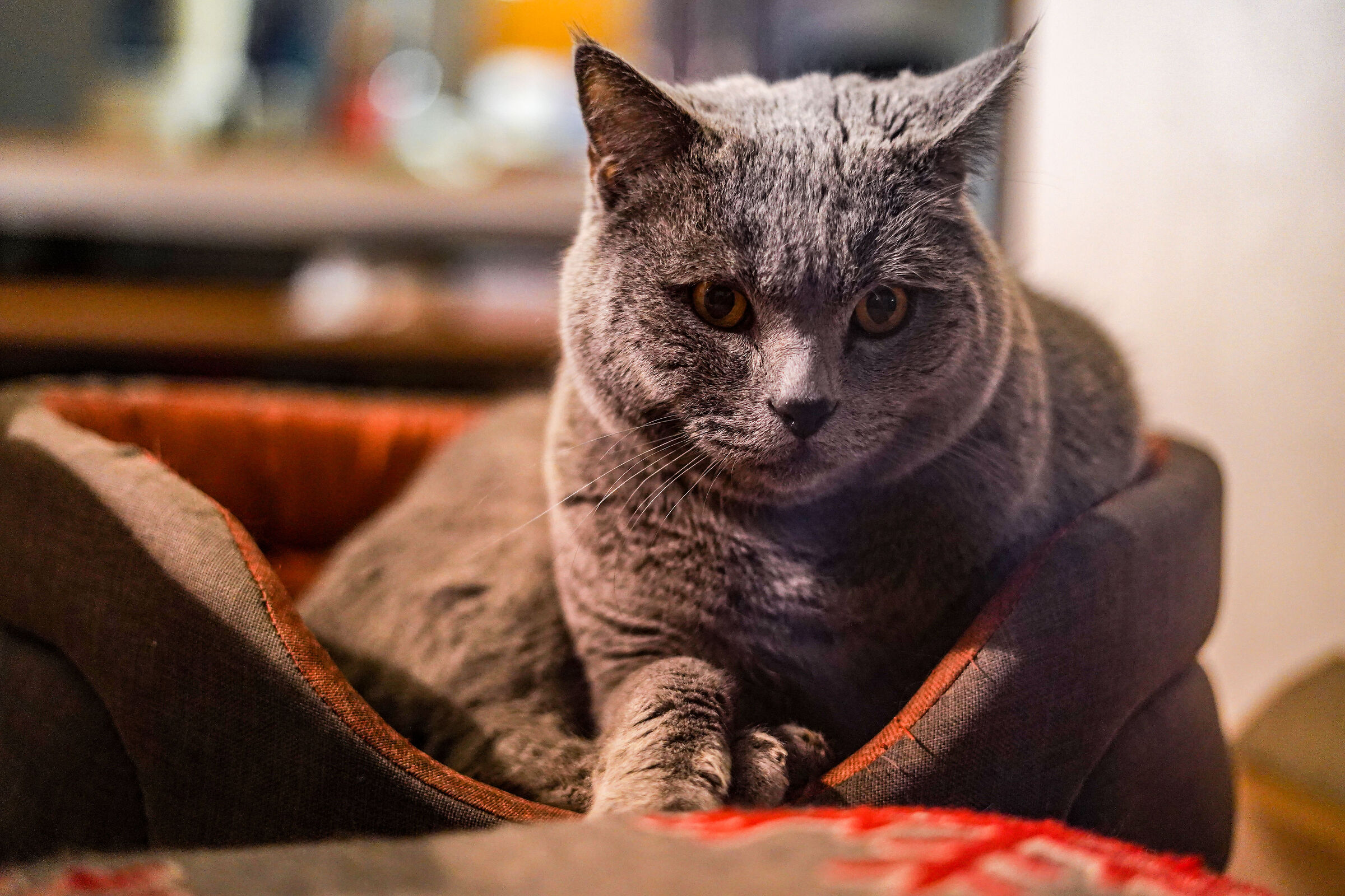 gatto in vetrina - vicenza