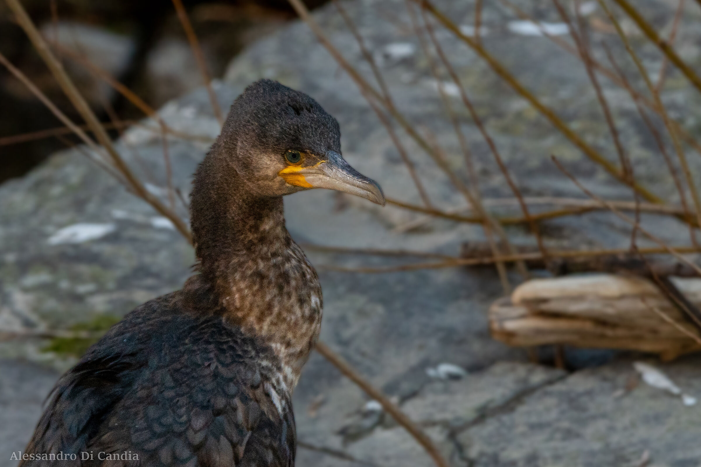 In primo piano...il Cormorano