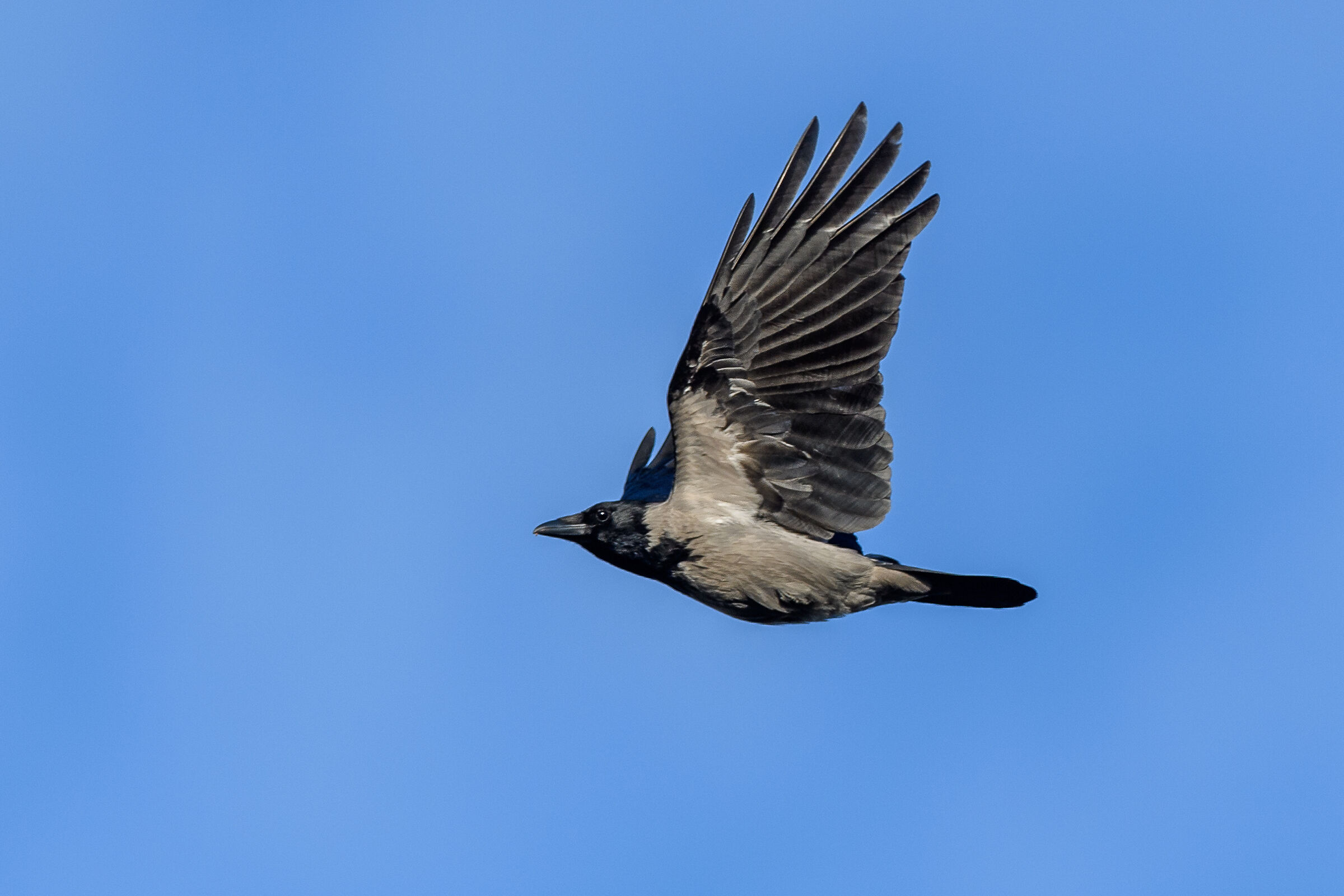 Crow