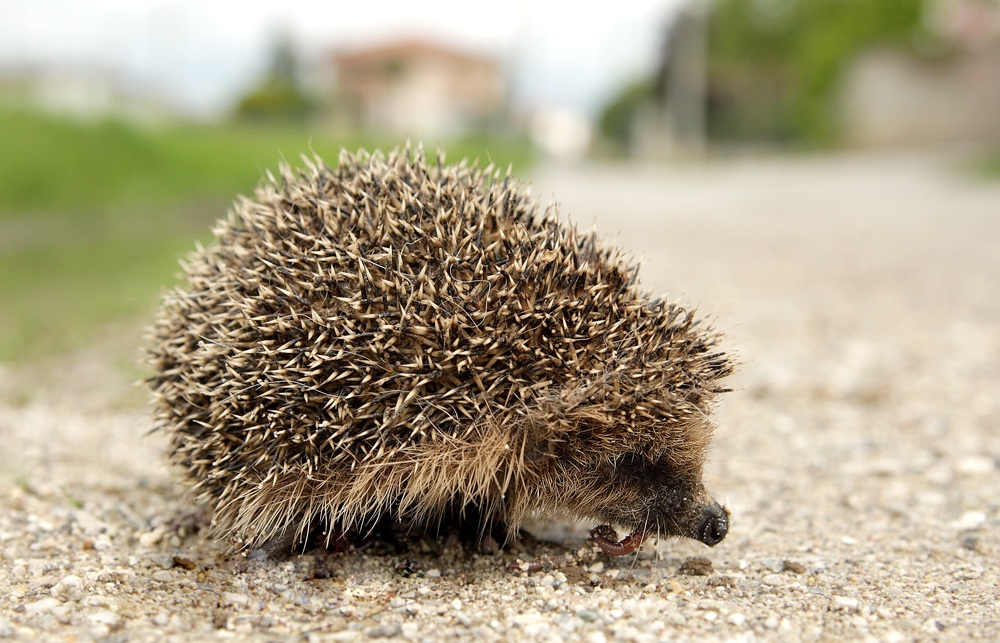 The Hedgehog