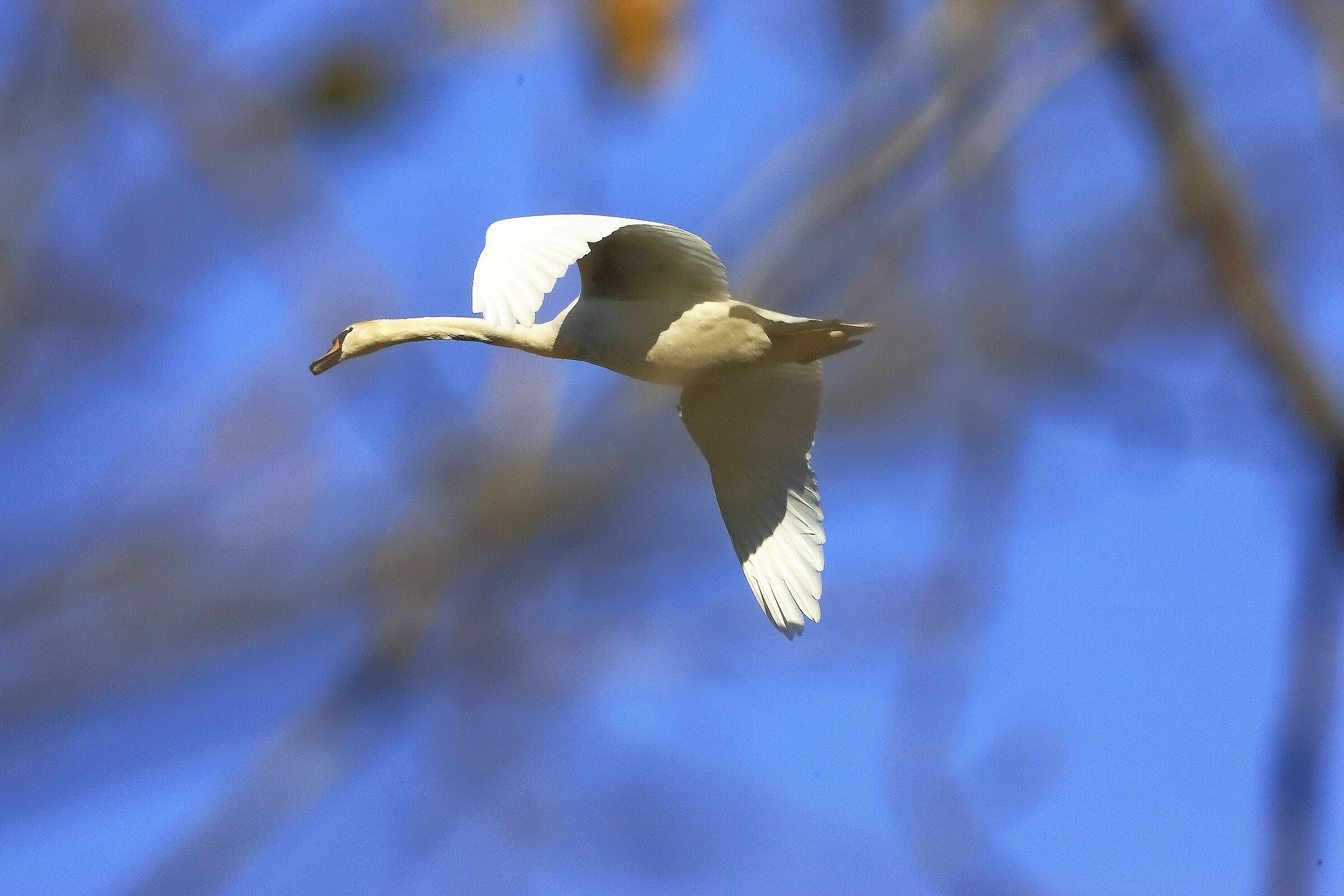 Cigno R 20 novembre 2022