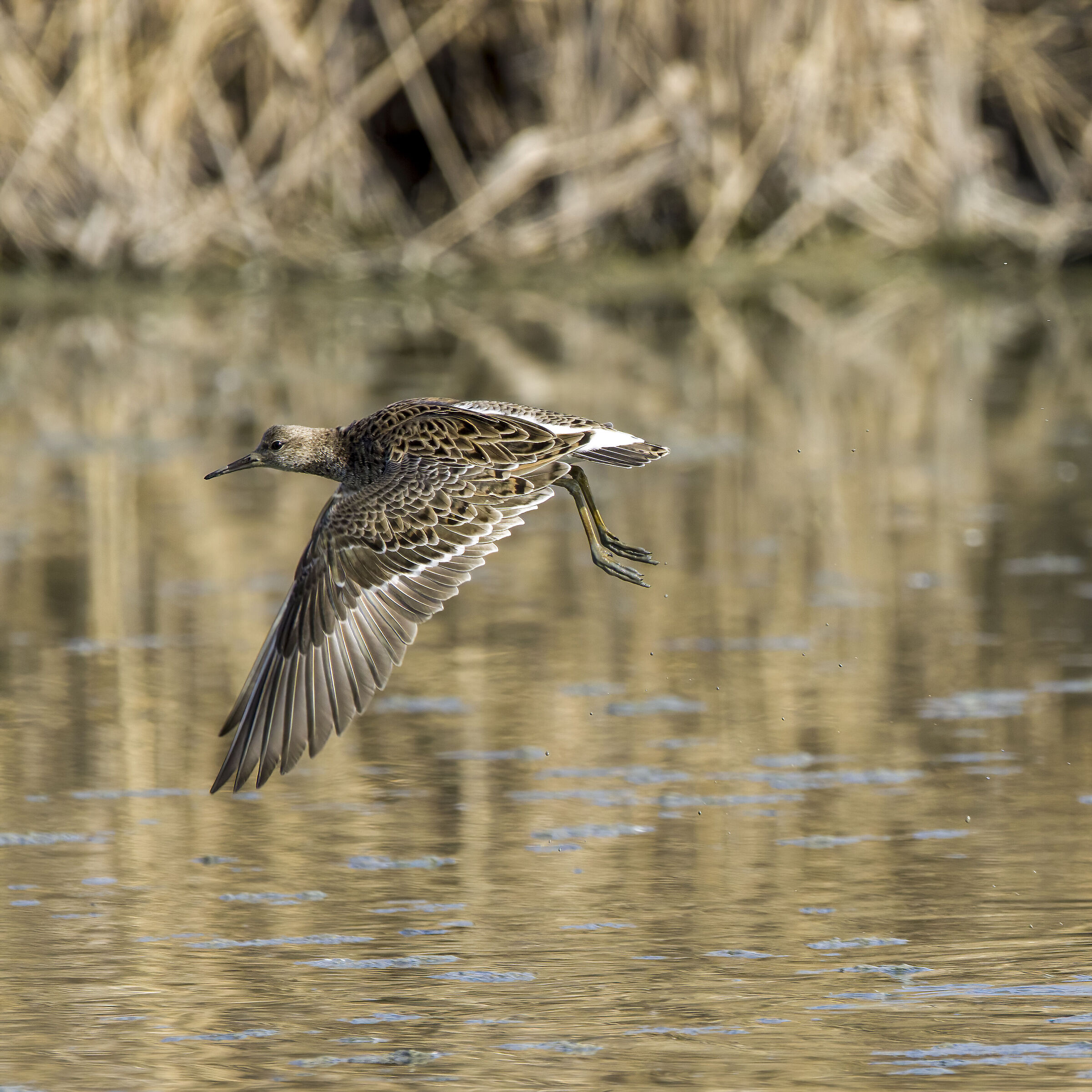 COMBATTENTe in volo