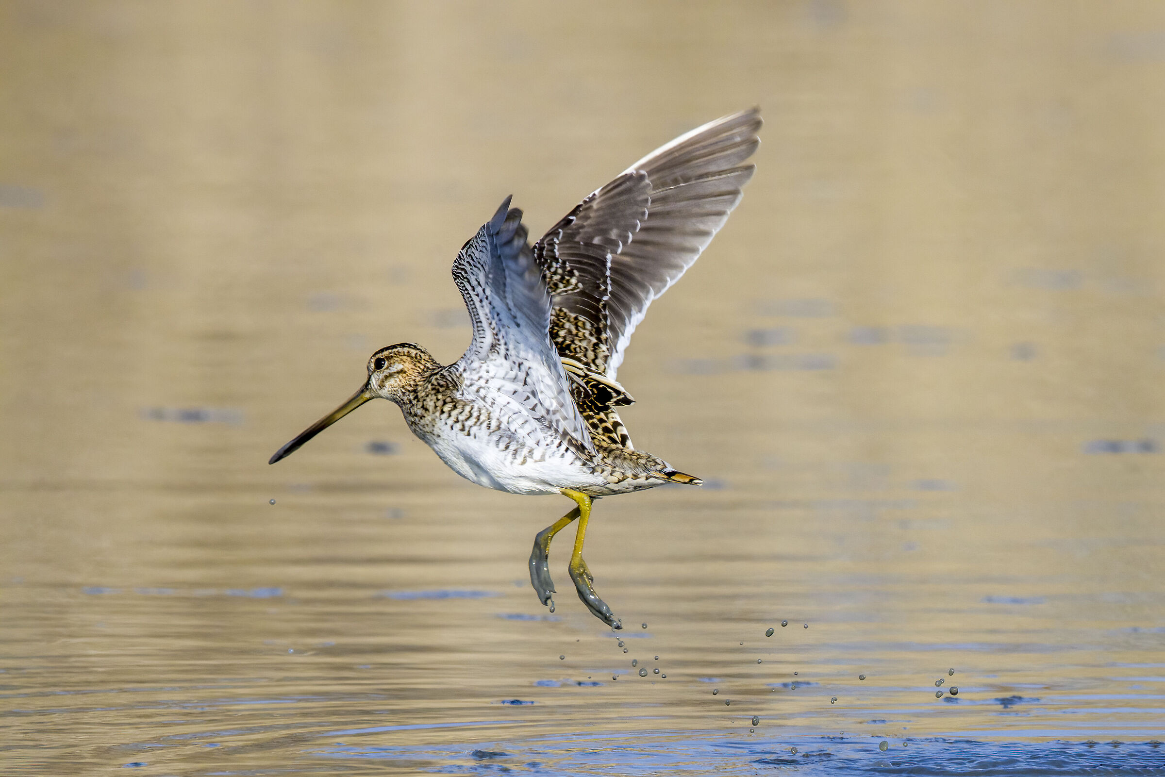 beccaccino in volo